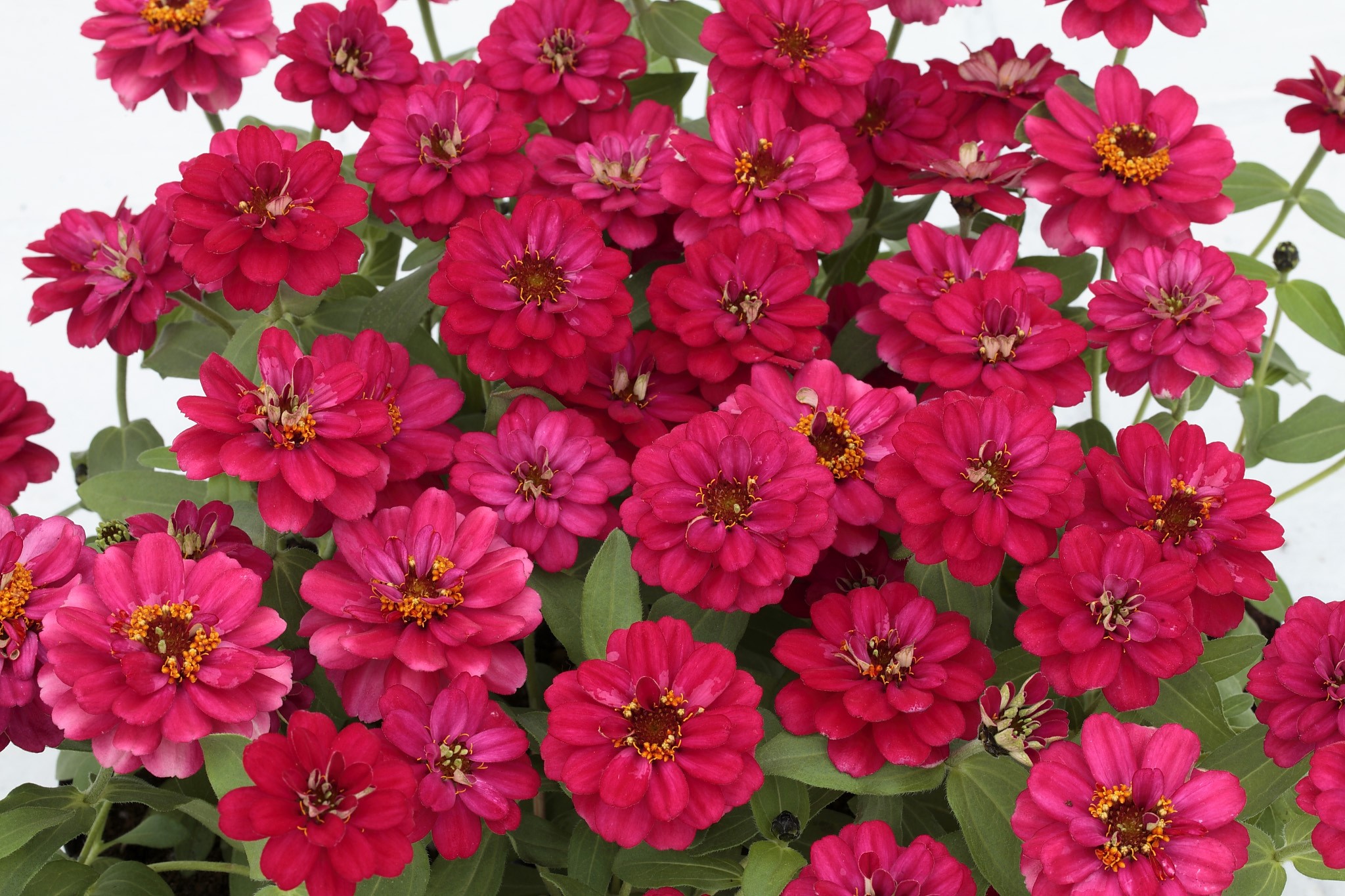 A close-up of many bright pink Zinnias in full bloom HD Wallpaper