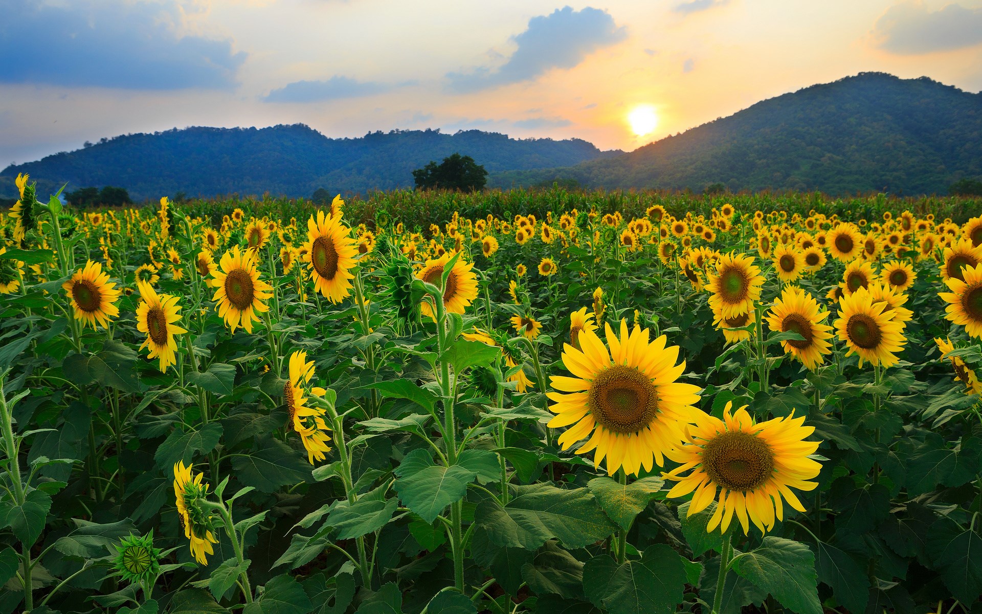 Field of sunflowers at sunset with mountains HD Wallpaper