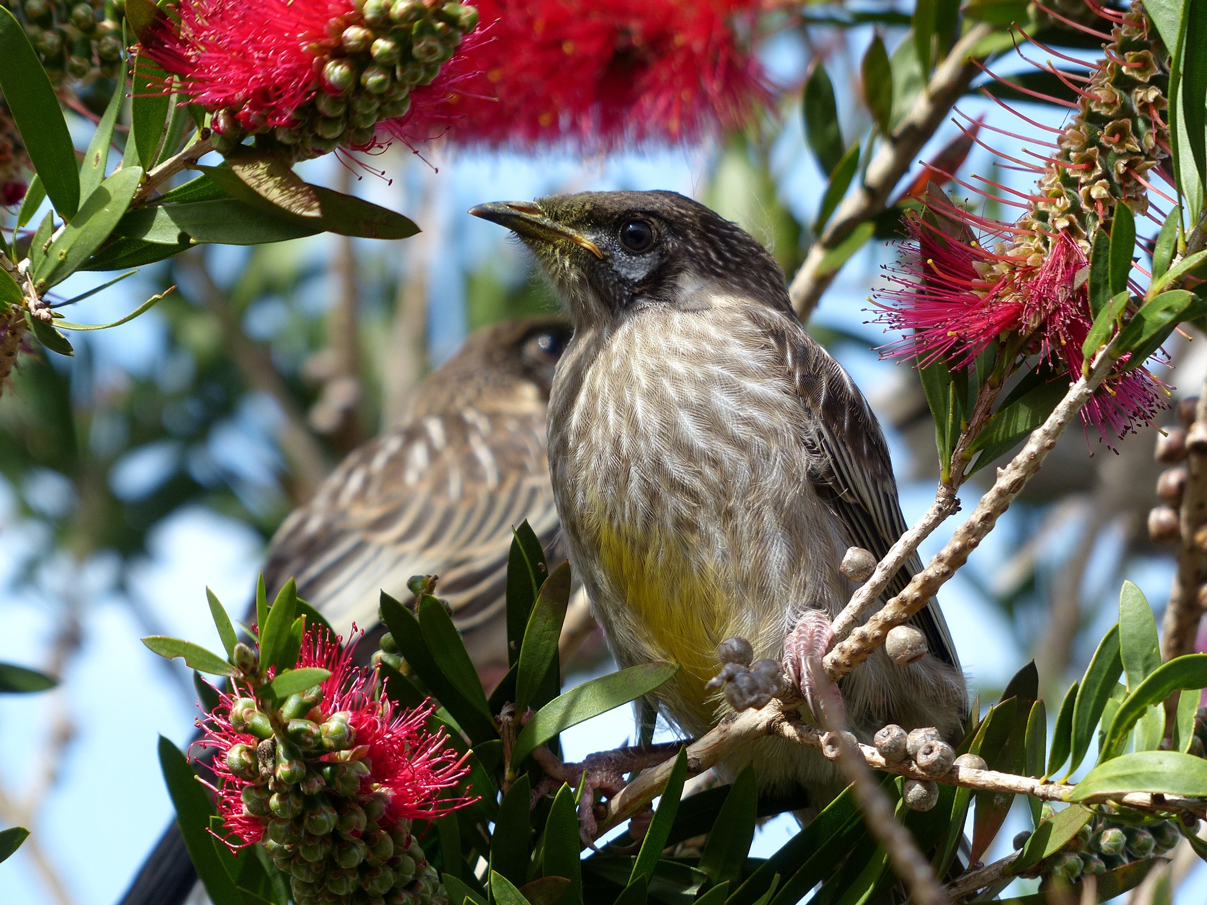 Two birds on branches with red flowers HD Wallpaper