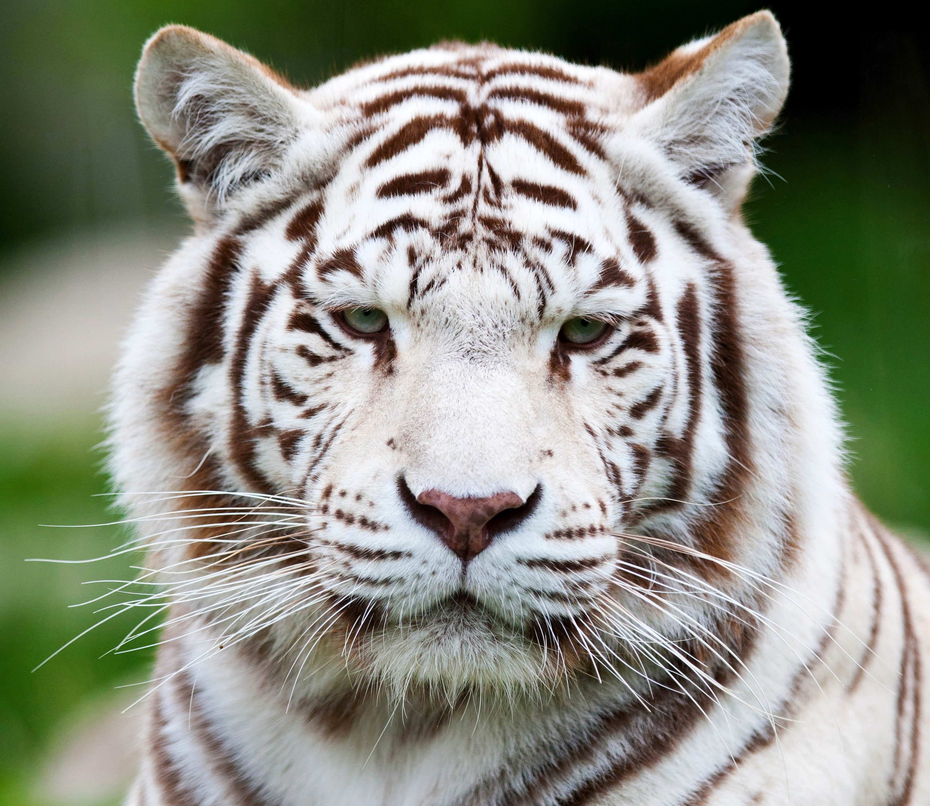 Close-up of a white tiger's face HD Wallpaper