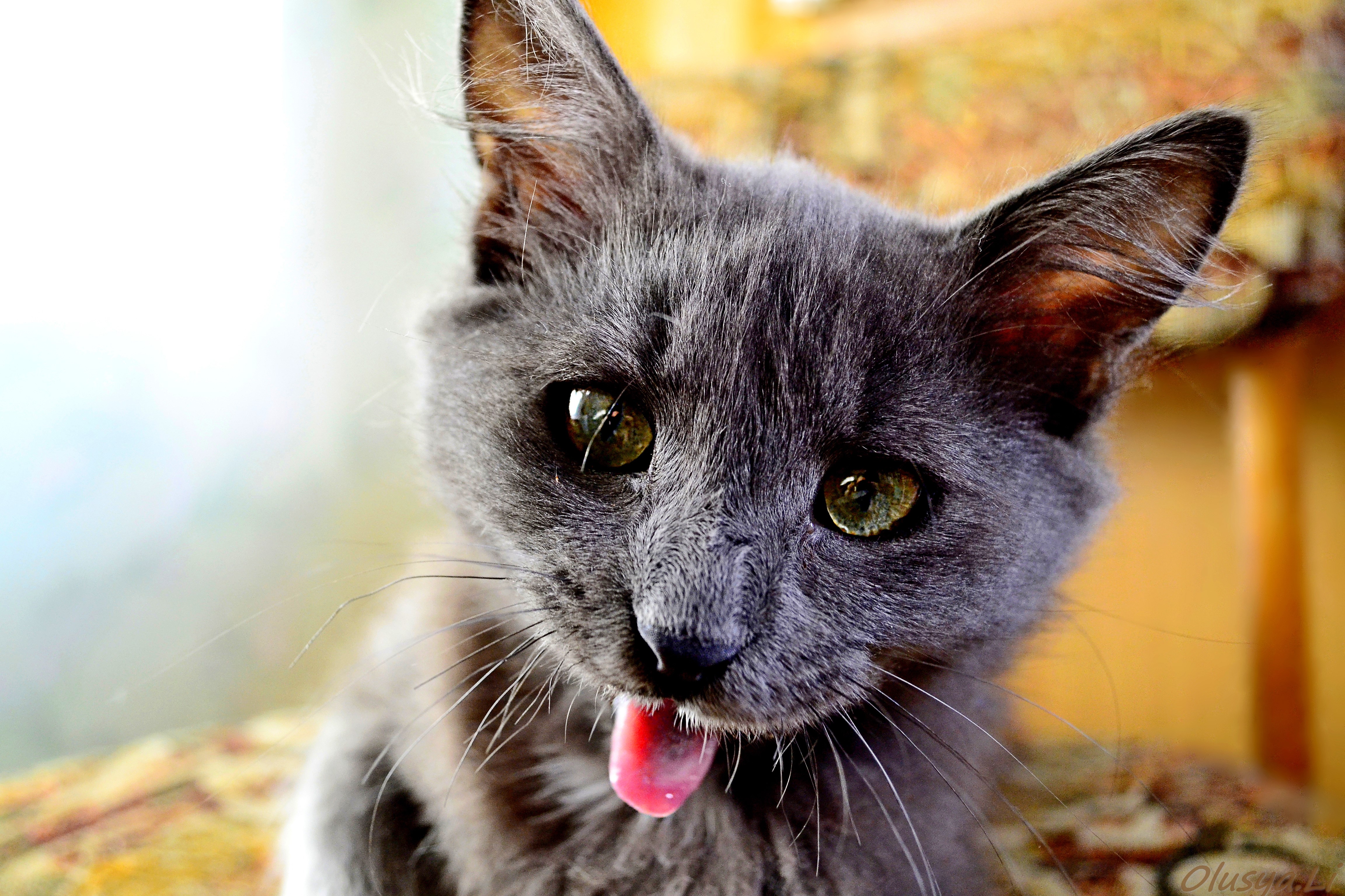 Grey cat with tongue sticking out HD Wallpaper