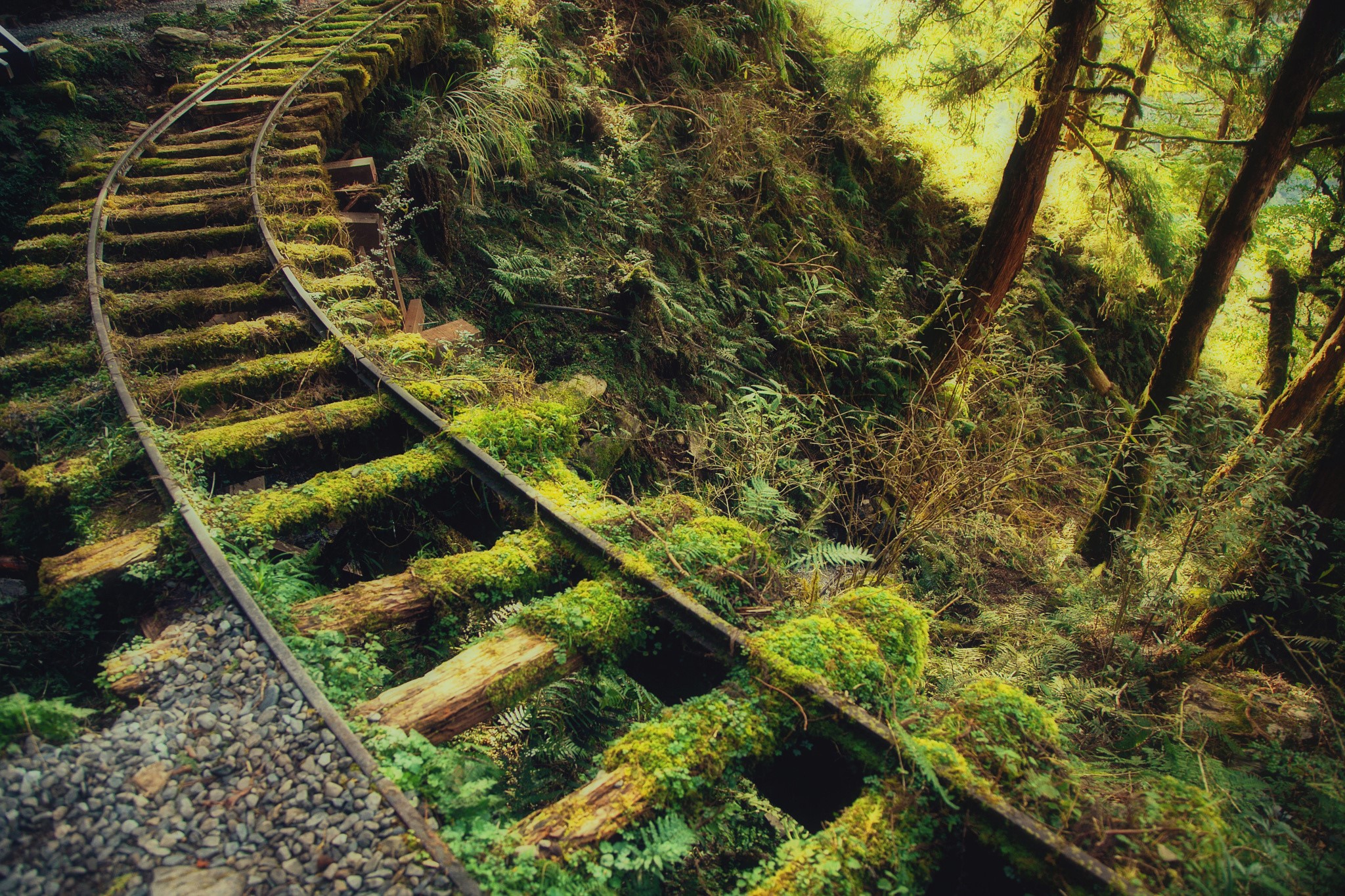 Moss-covered railroad tracks in a forest HD Wallpaper