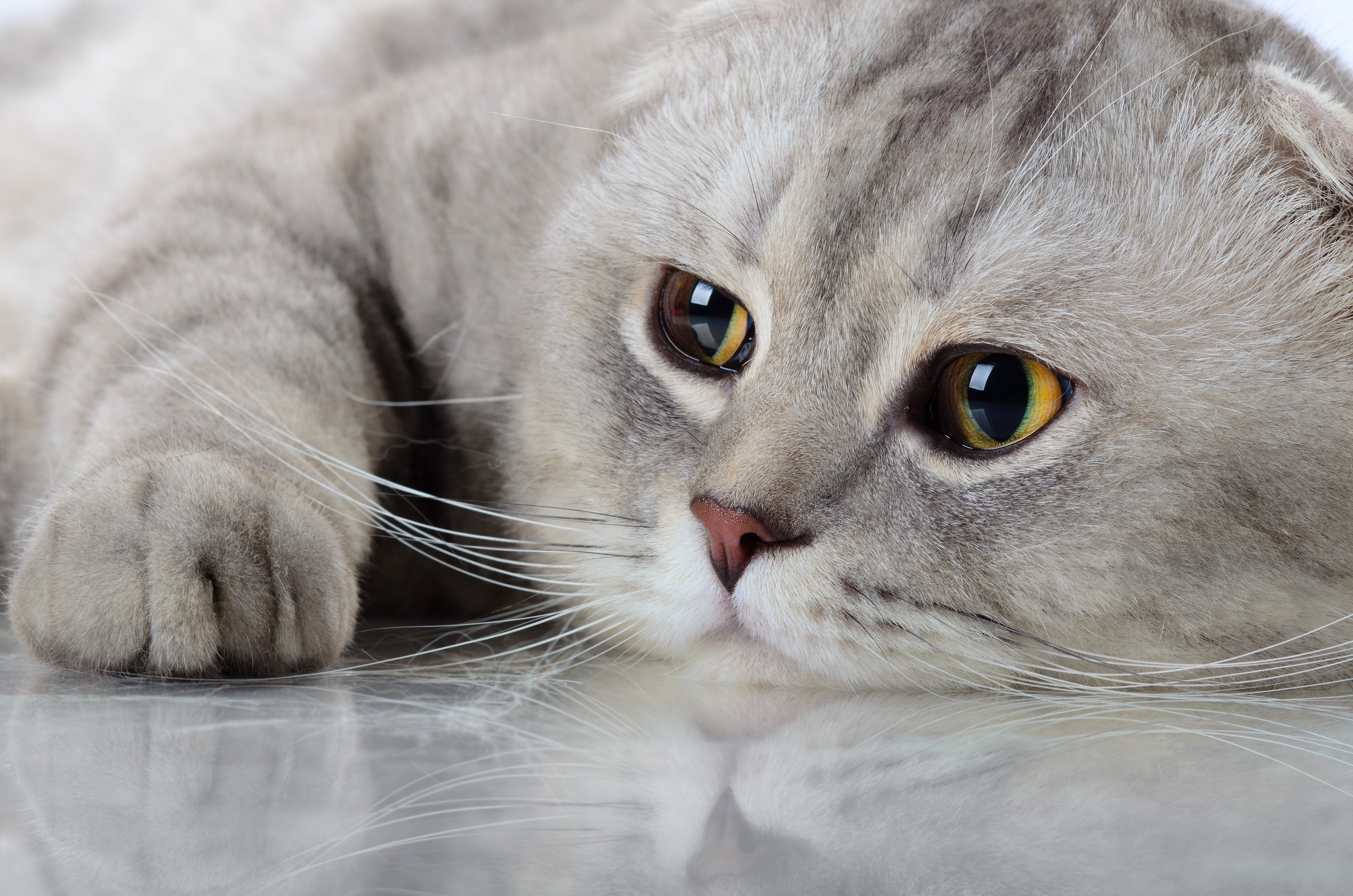 Scottish Fold Cat Lying Down HD Wallpaper
