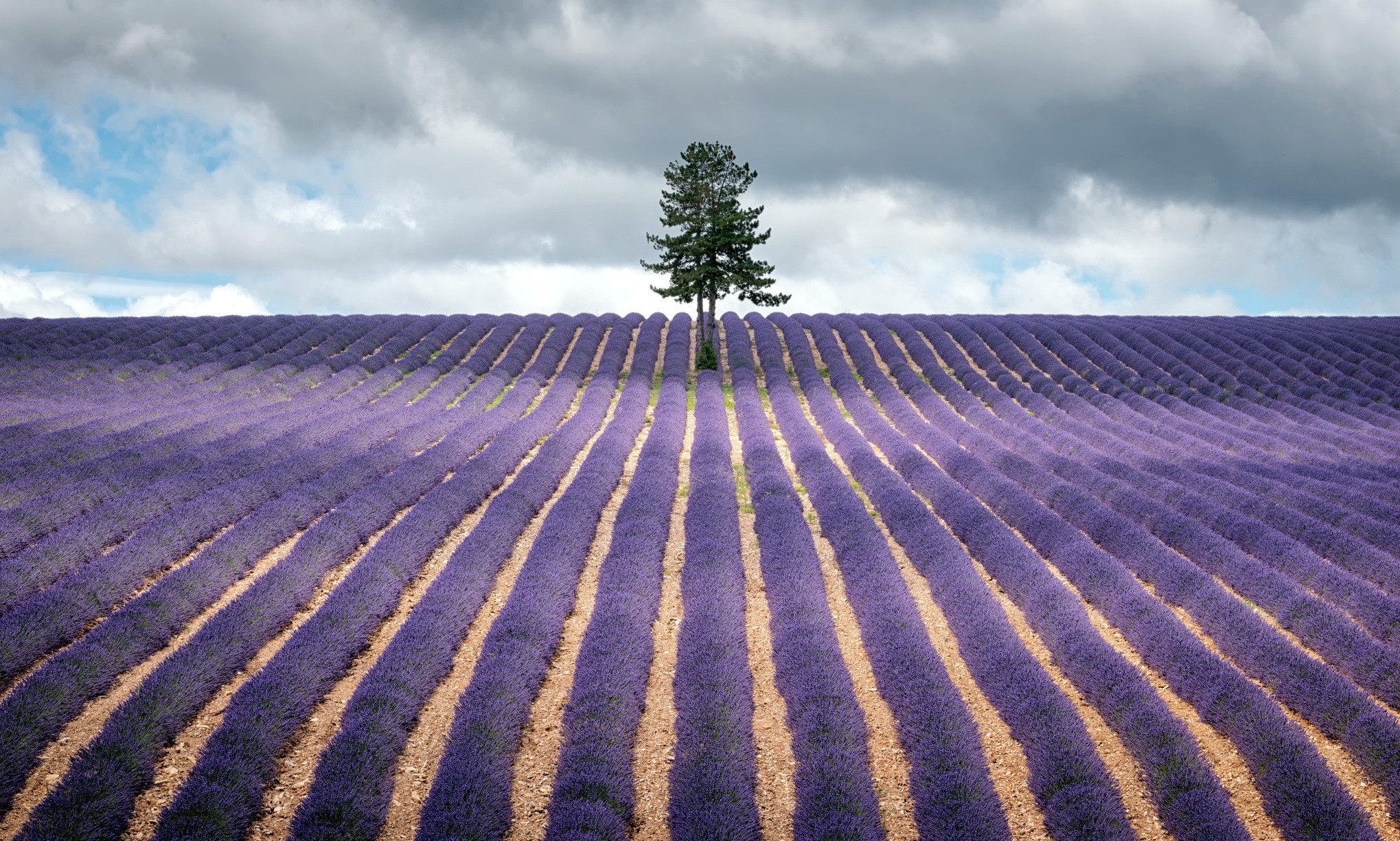 Lavender Field with a Lone Tree HD Wallpaper
