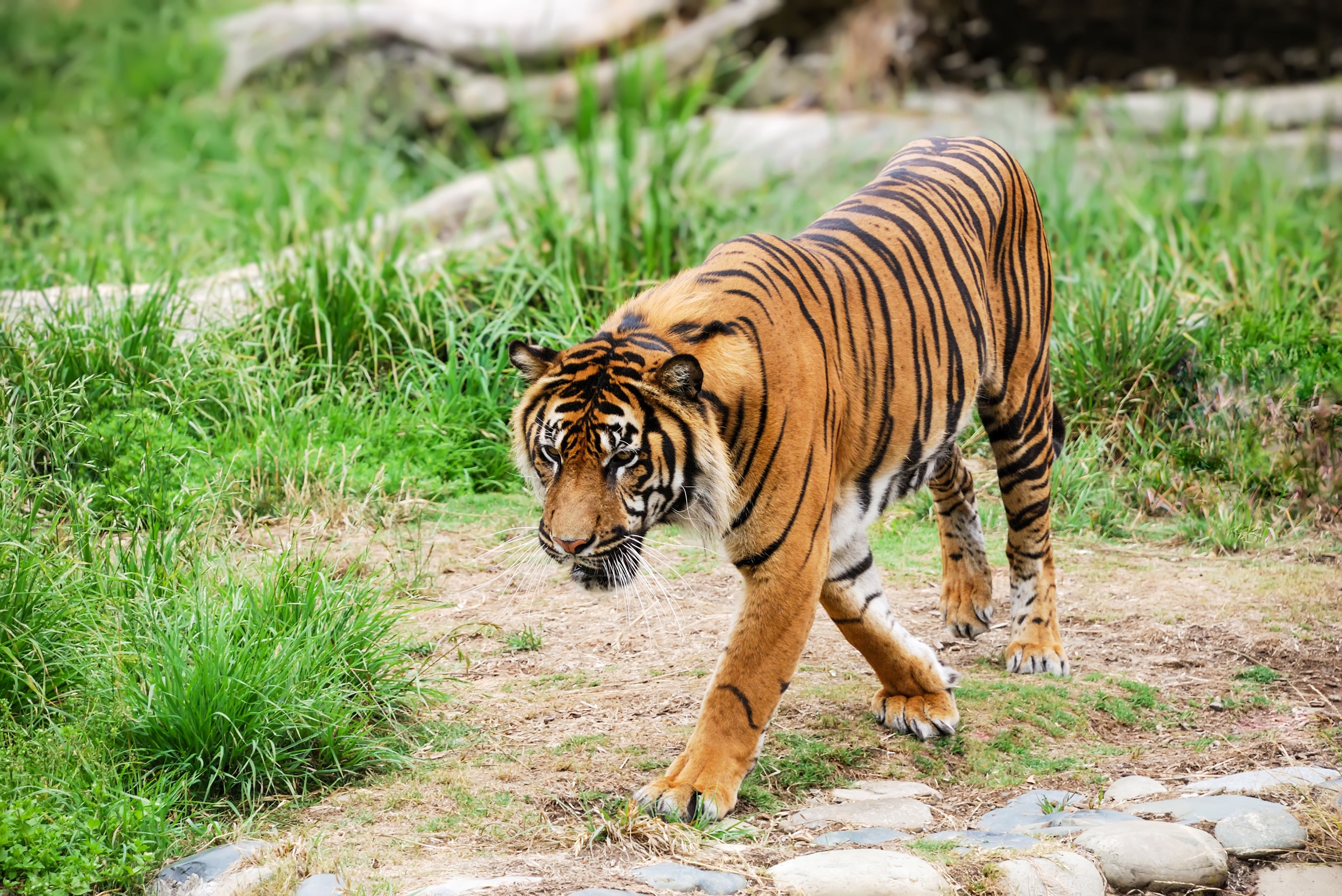 Tiger walking on a path with grass HD Wallpaper