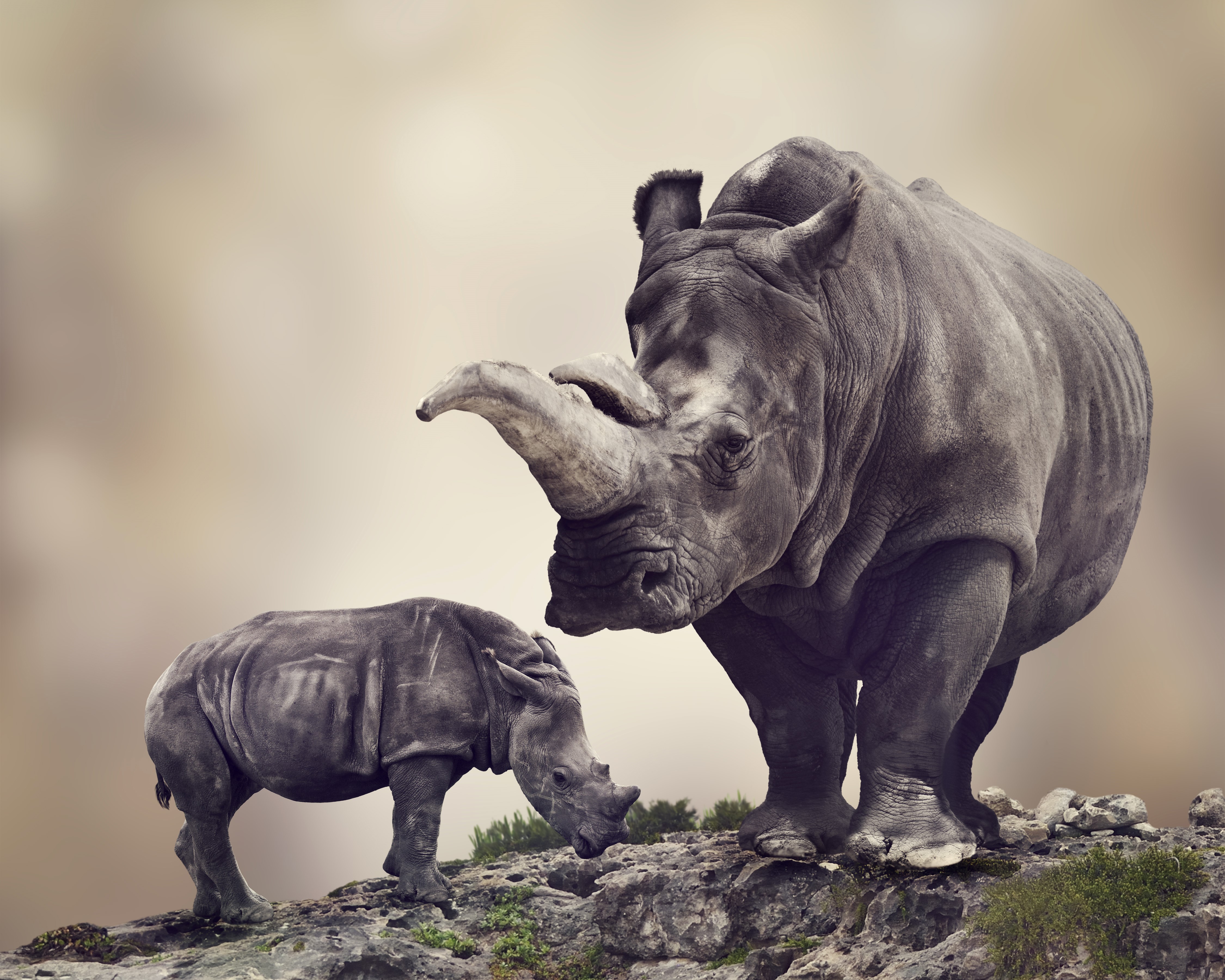 4K Two Rhinos HD Wallpaper