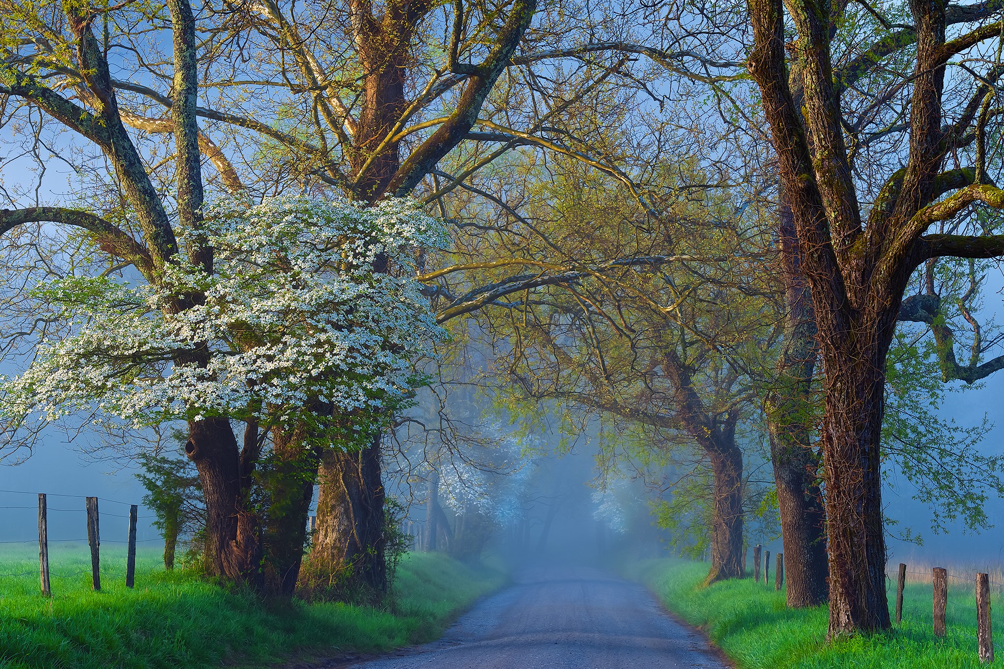 Road lined with trees and fog HD Wallpaper
