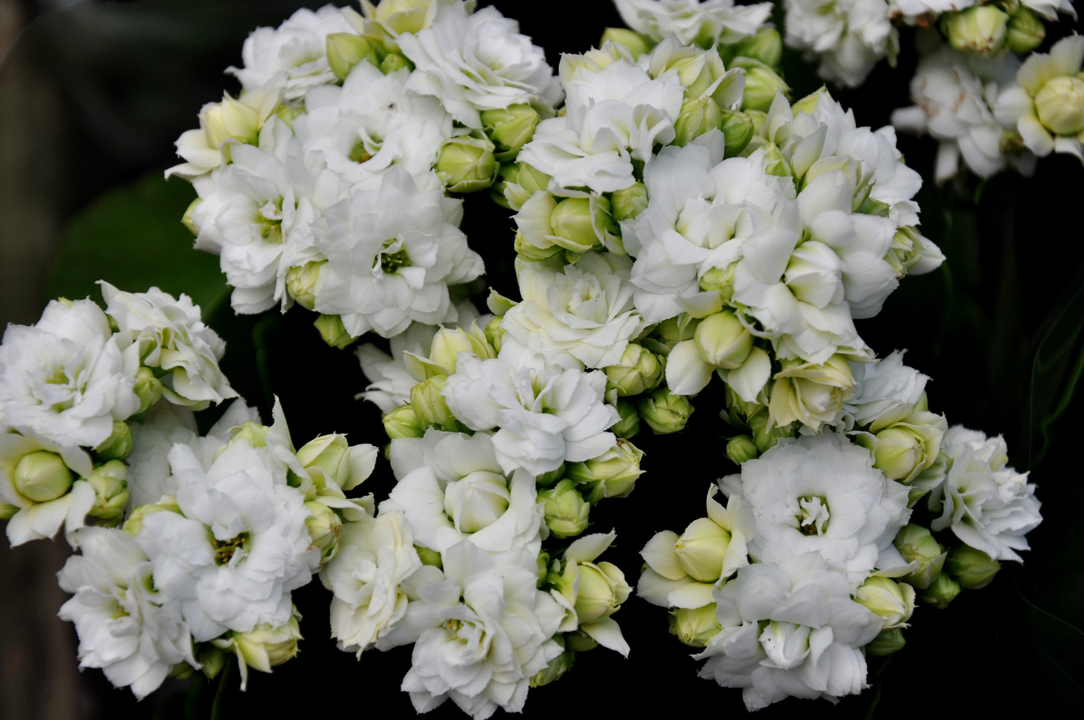 White Kalanchoe flowers and buds HD Wallpaper