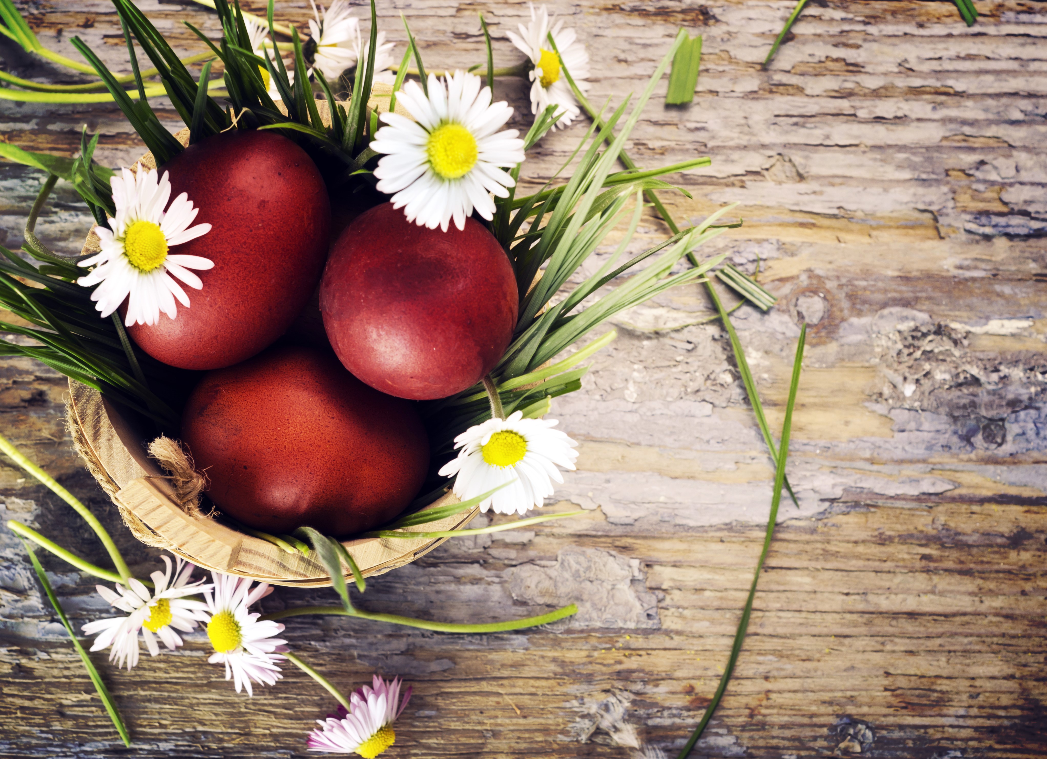 Easter eggs in a nest with daisies HD Wallpaper