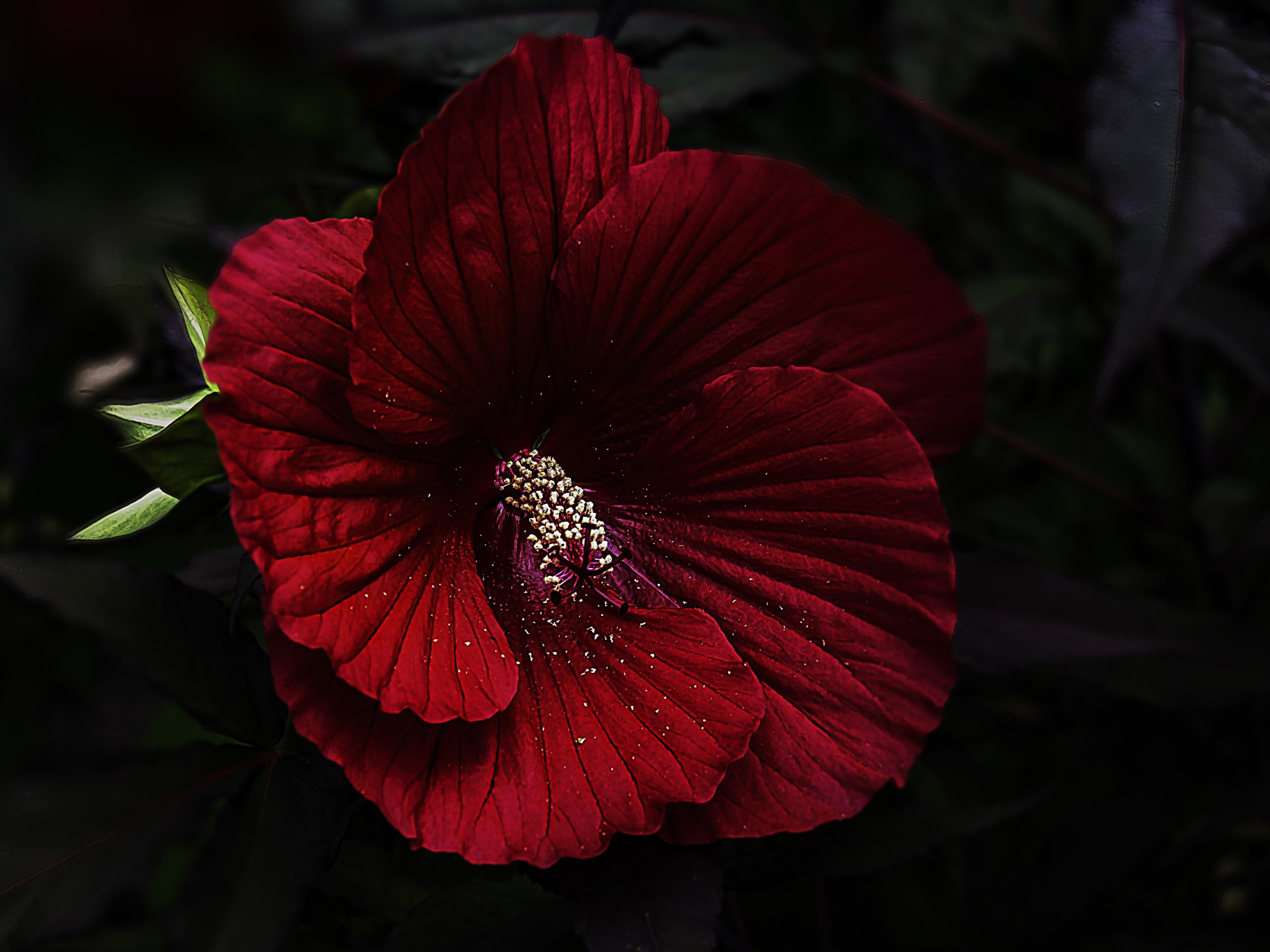 Deep Red Hibiscus Flower HD Wallpaper
