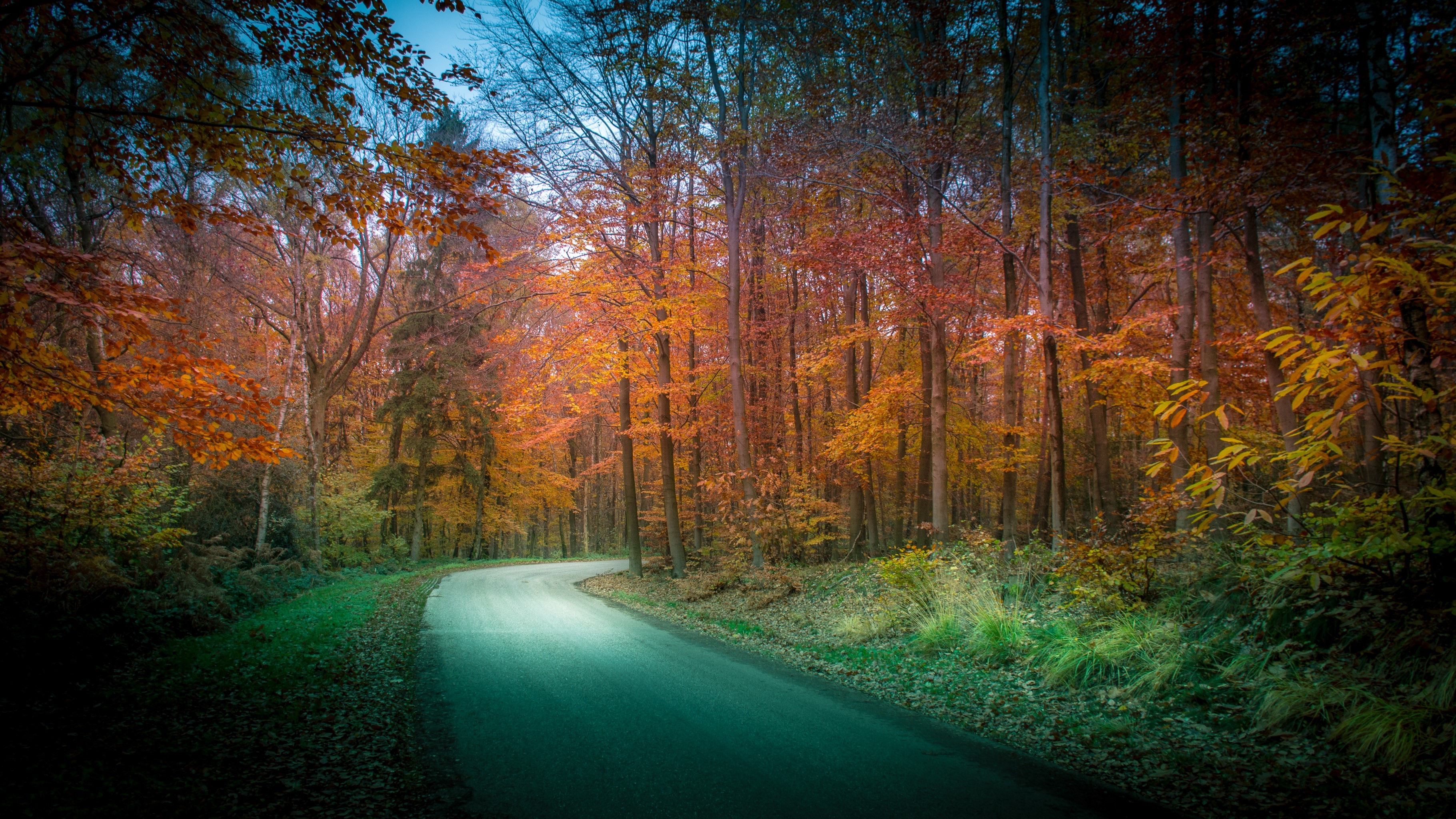 Autumn forest road with colorful trees HD Wallpaper