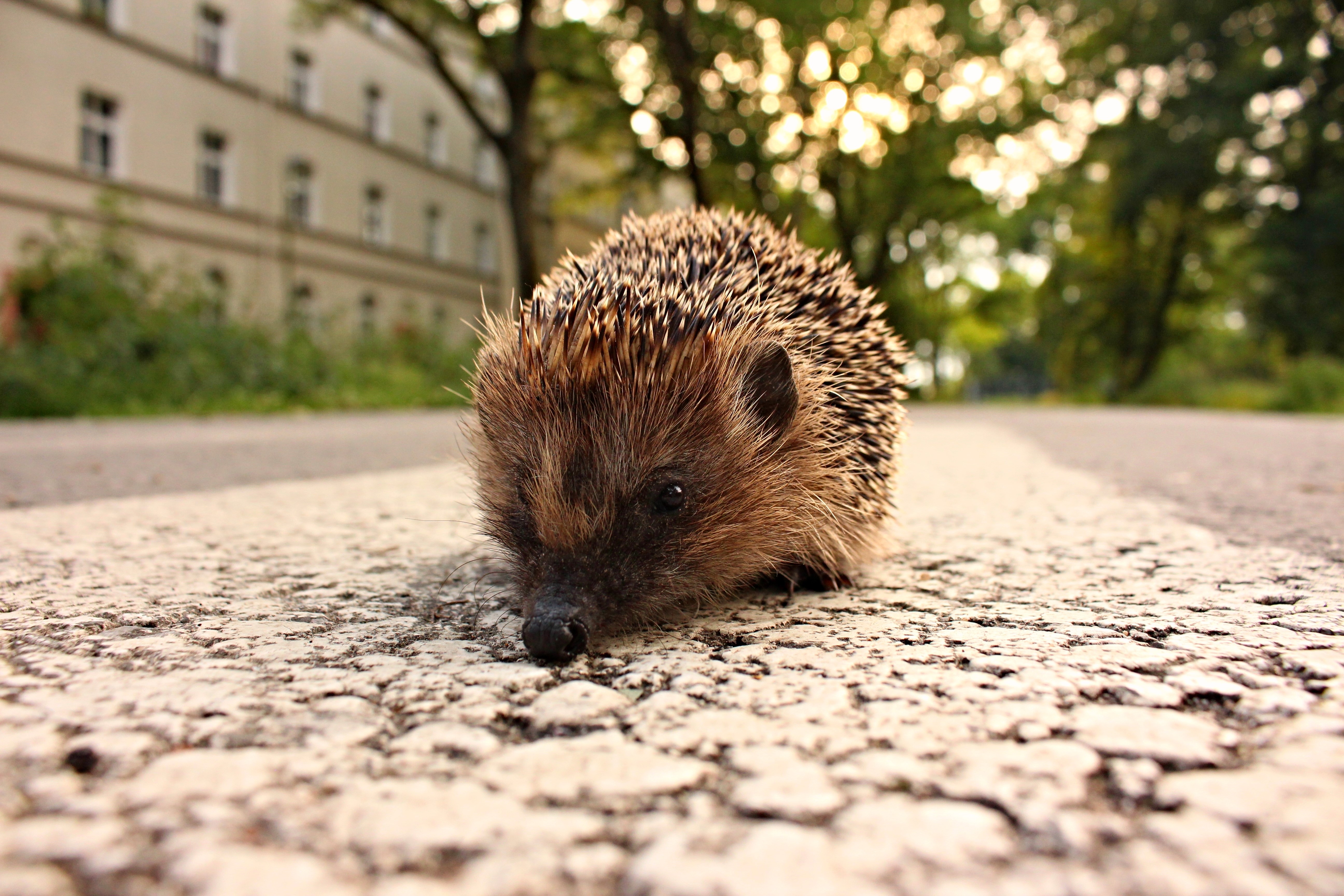 Hedgehog on a paved road HD Wallpaper