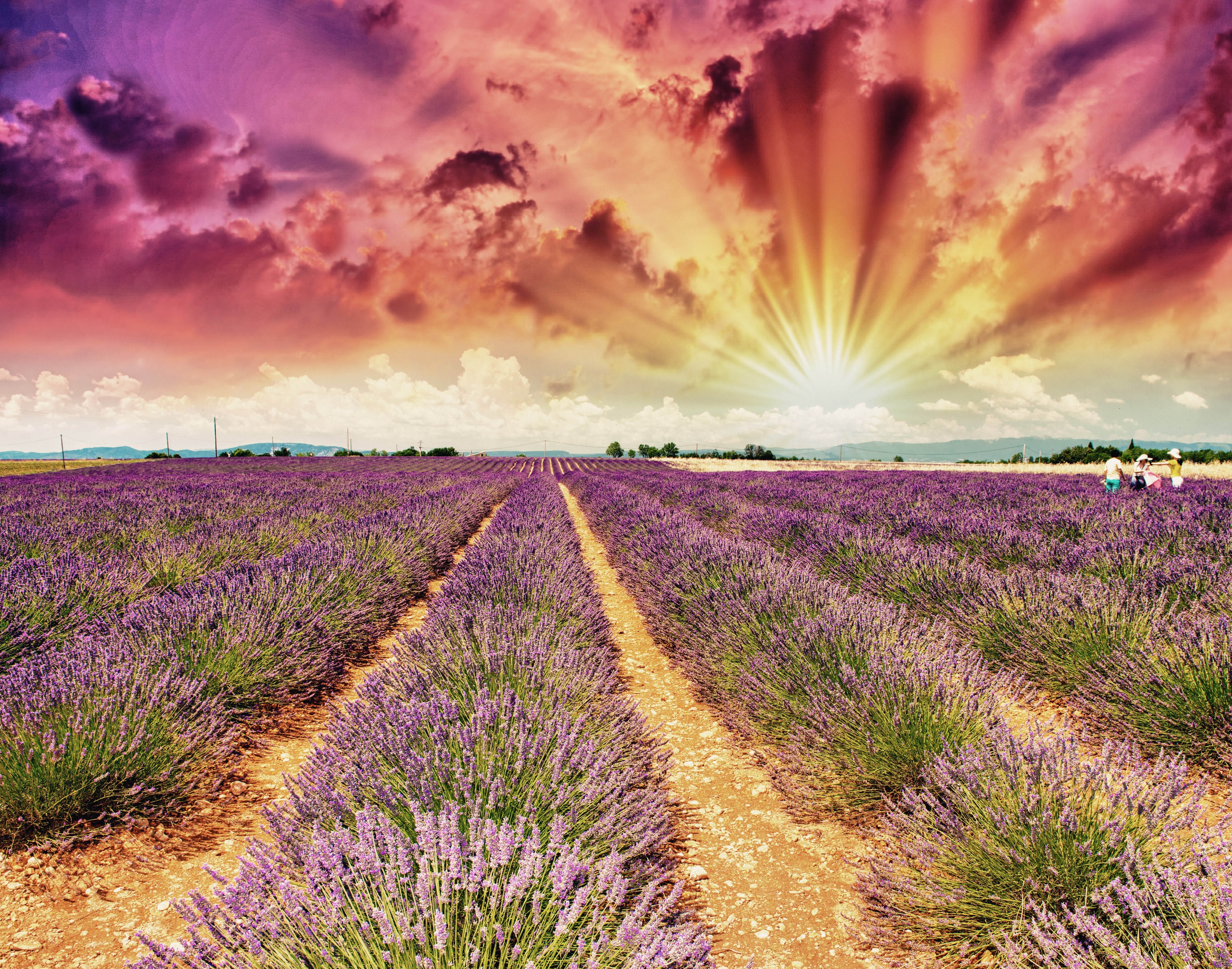 Lavender Fields at Sunrise with Vibrant Sky 4K HD Wallpaper
