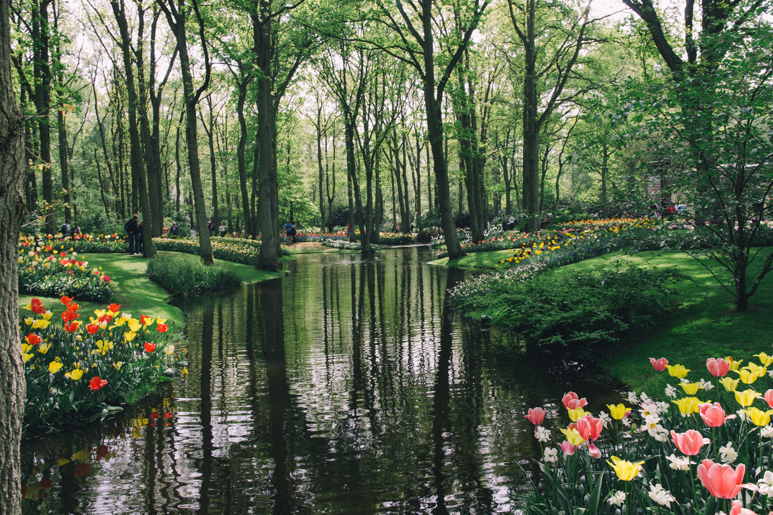 Keukenhof Gardens with Tulips and a Pond in the Netherlands HD Wallpaper