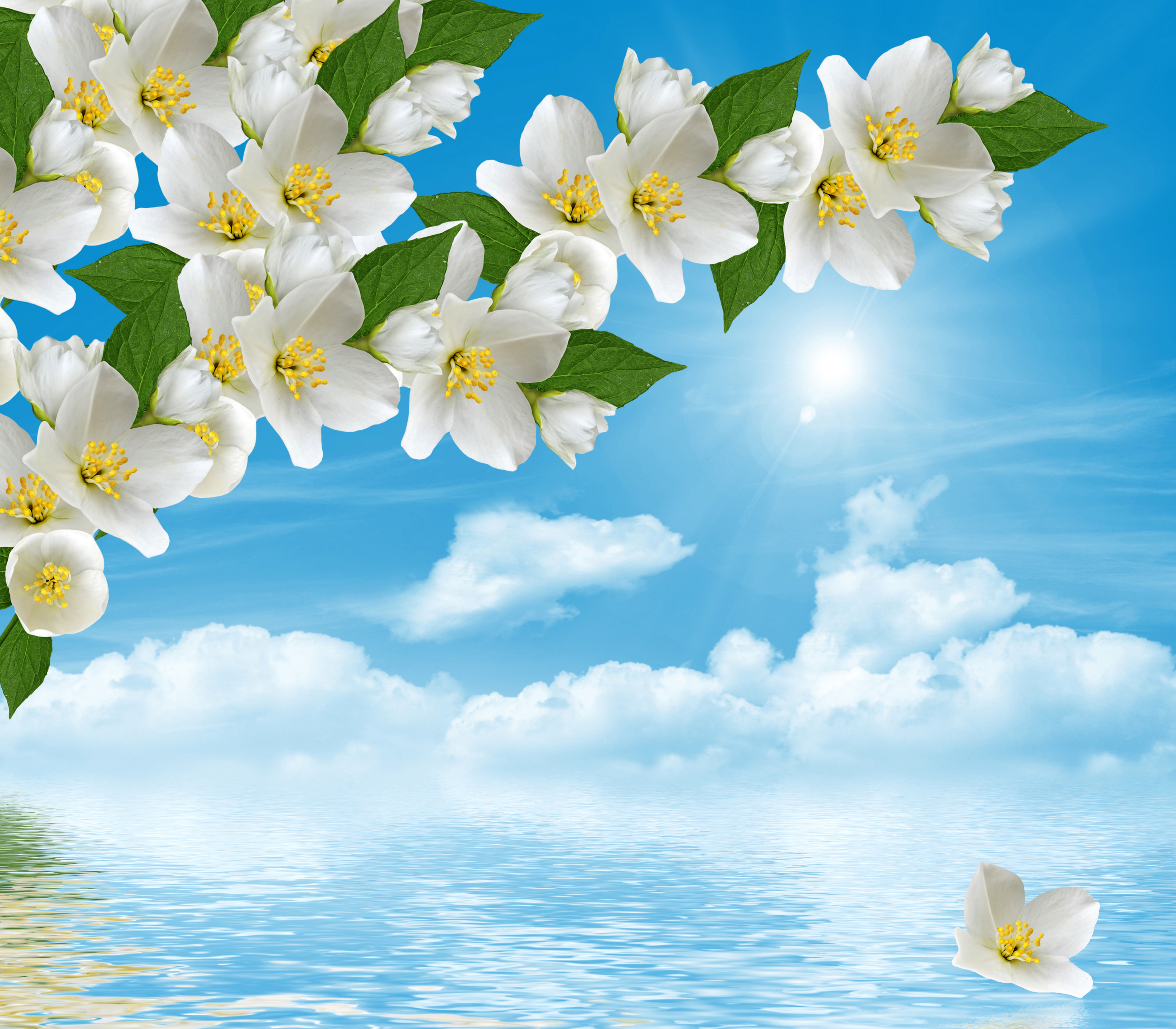 Jasmine flowers against a blue sky with clouds and water reflection HD Wallpaper
