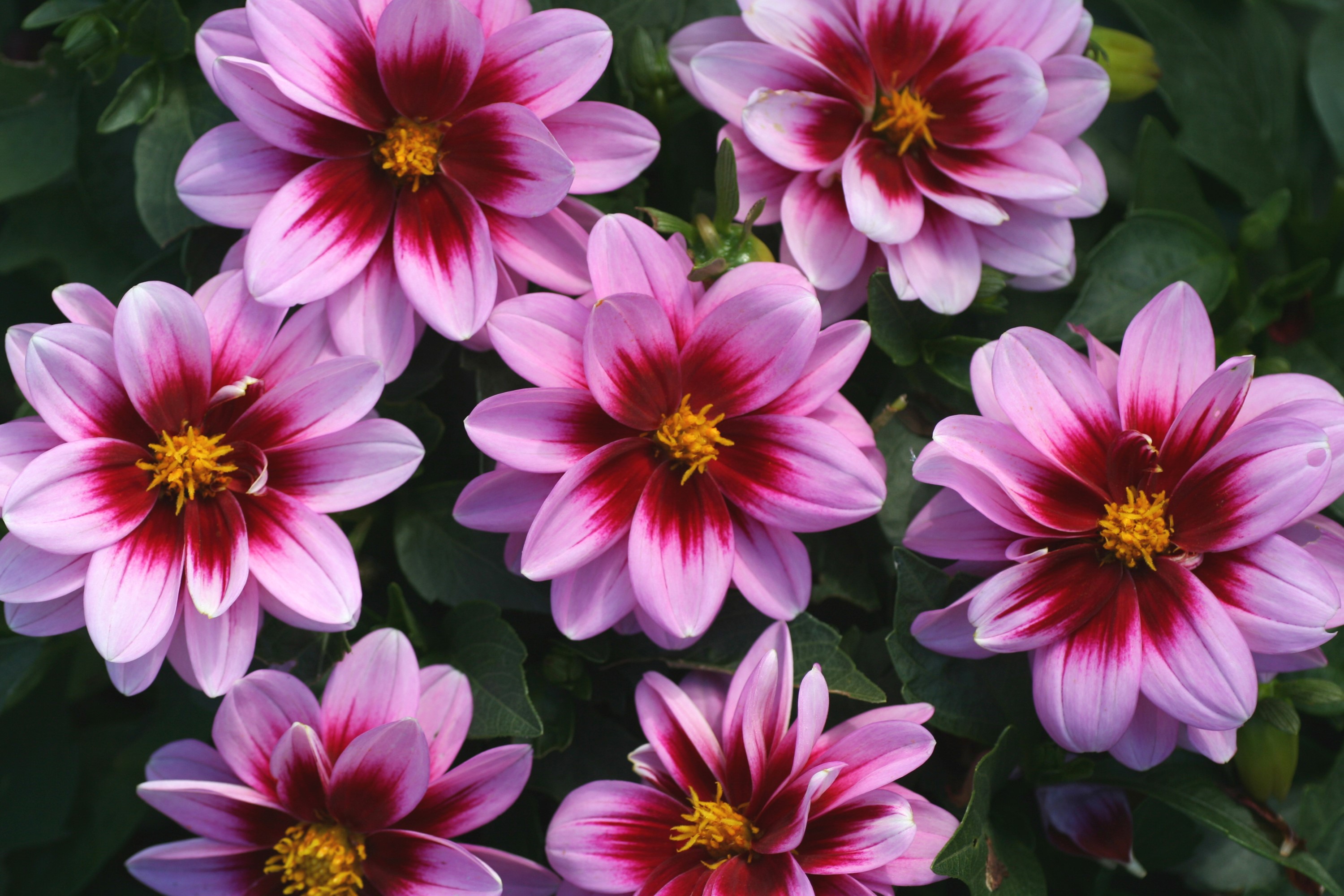 Close-up of pink and red dahlias HD Wallpaper