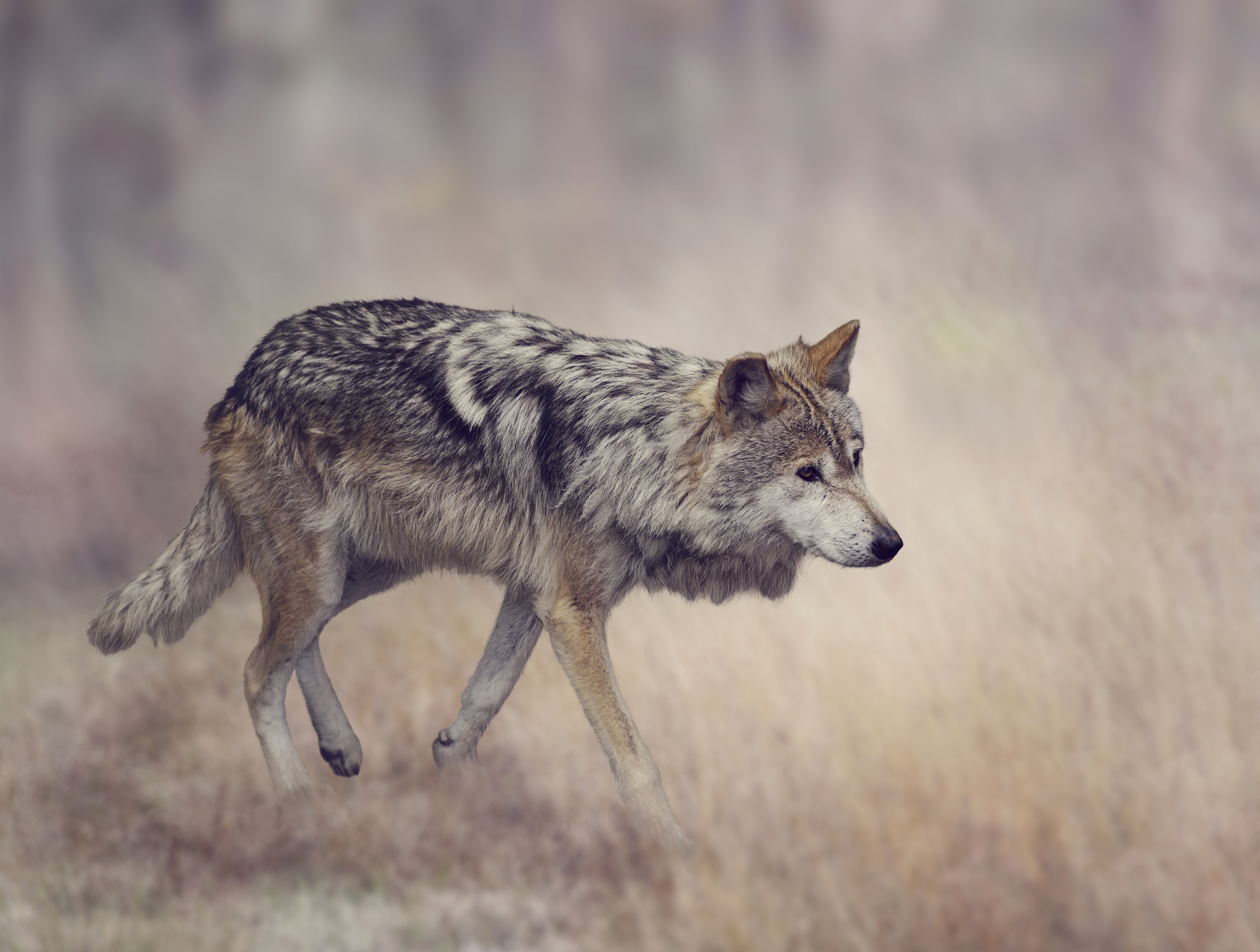 4K Wolves HD Wallpaper