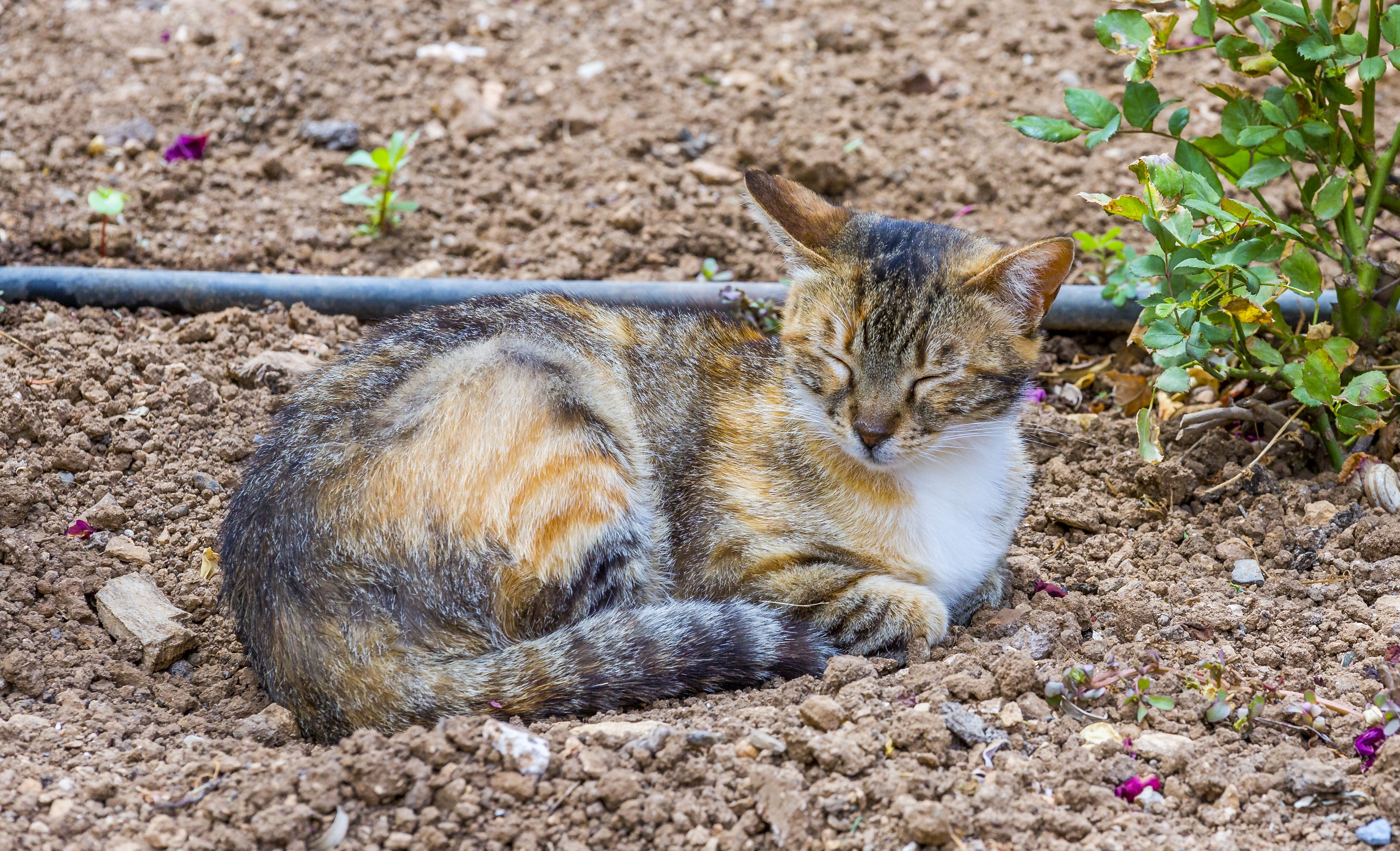 4K Cat Sleeping on Ground HD Wallpaper