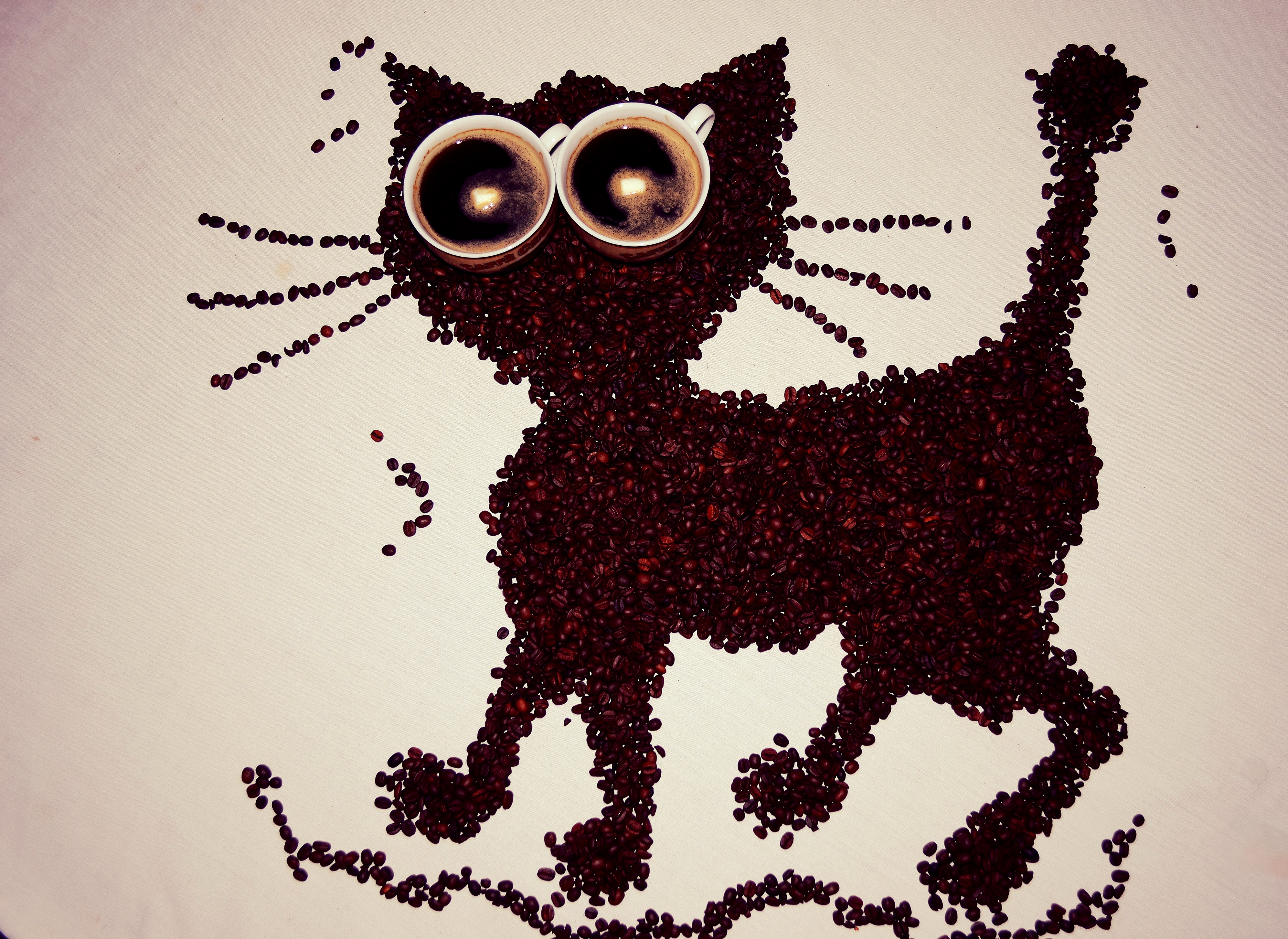Cat made of coffee beans with coffee cups for eyes HD Wallpaper