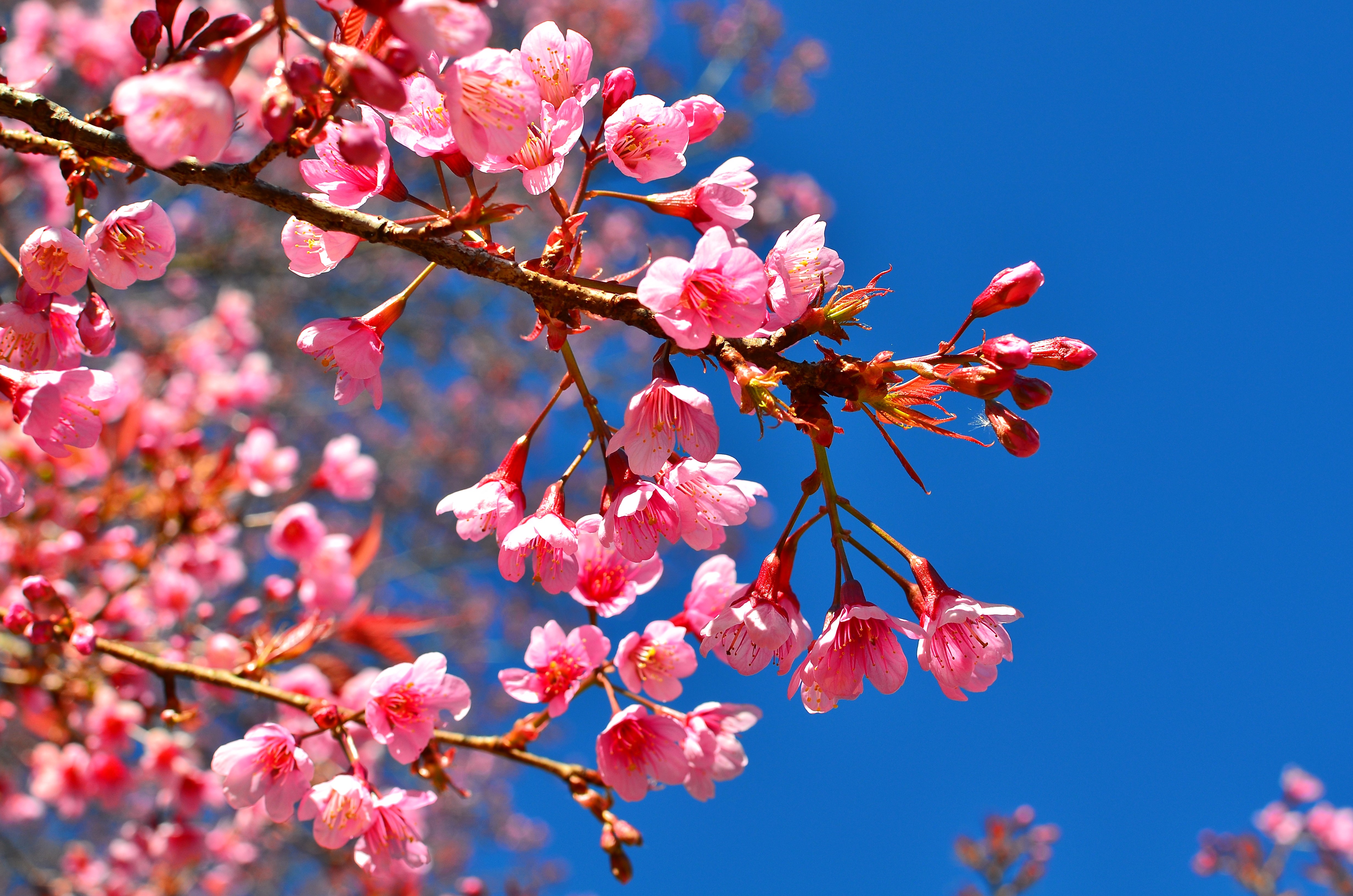 4K Pink Cherry Blossoms on Branches HD Wallpaper
