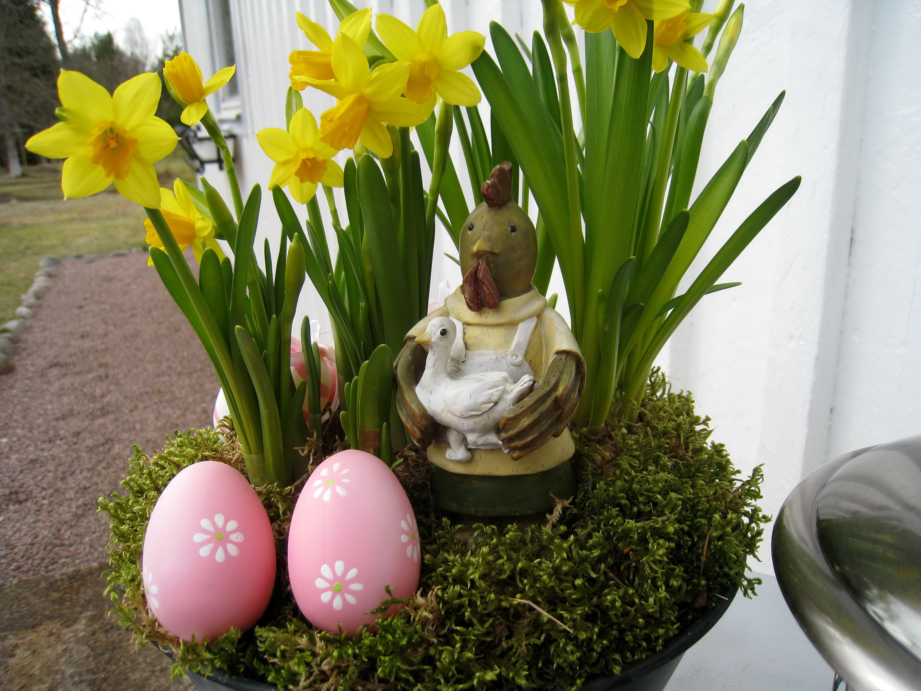 Easter arrangement with daffodils, chicken figurine, and eggs HD Wallpaper