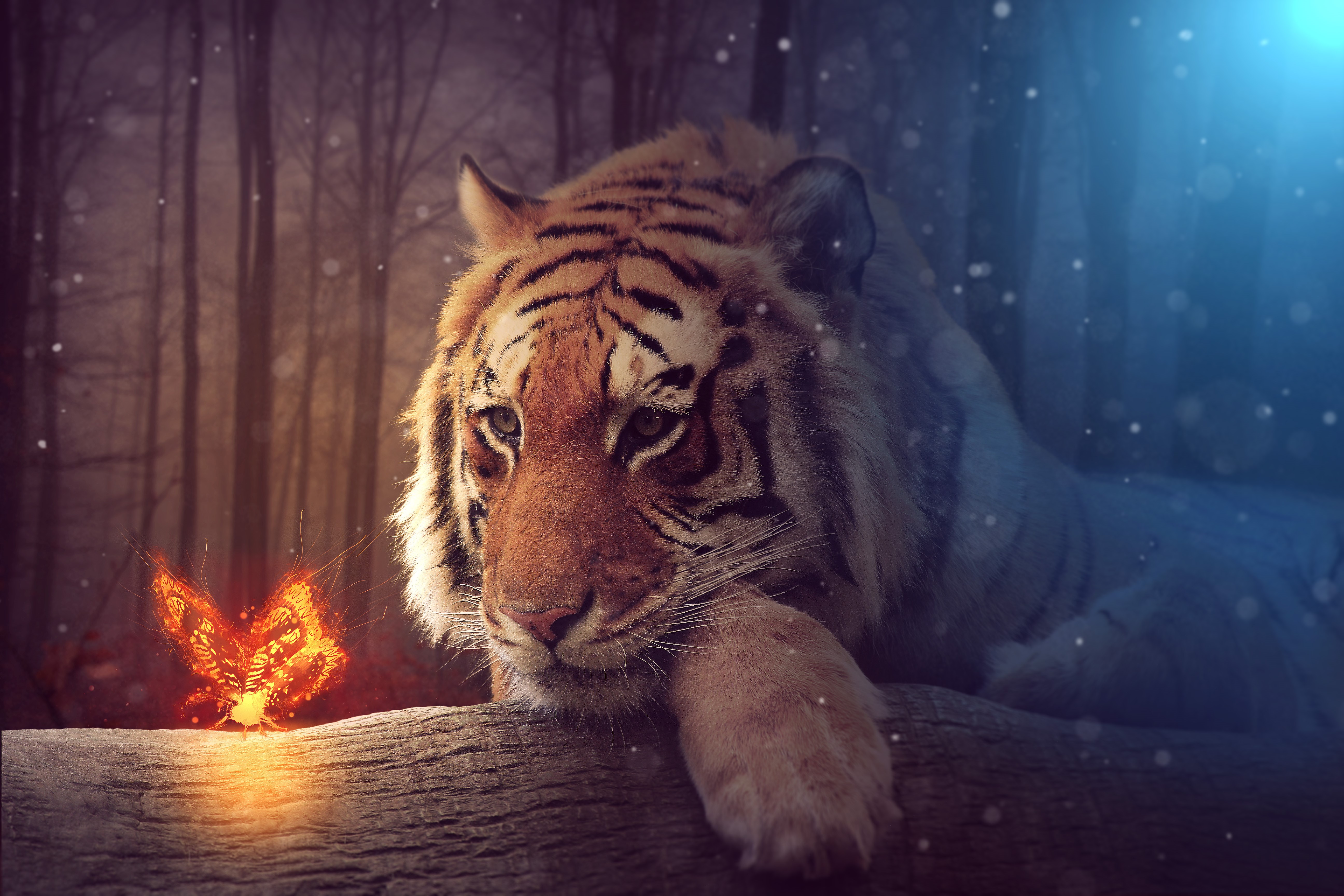 Tiger and glowing butterfly in a forest HD Wallpaper