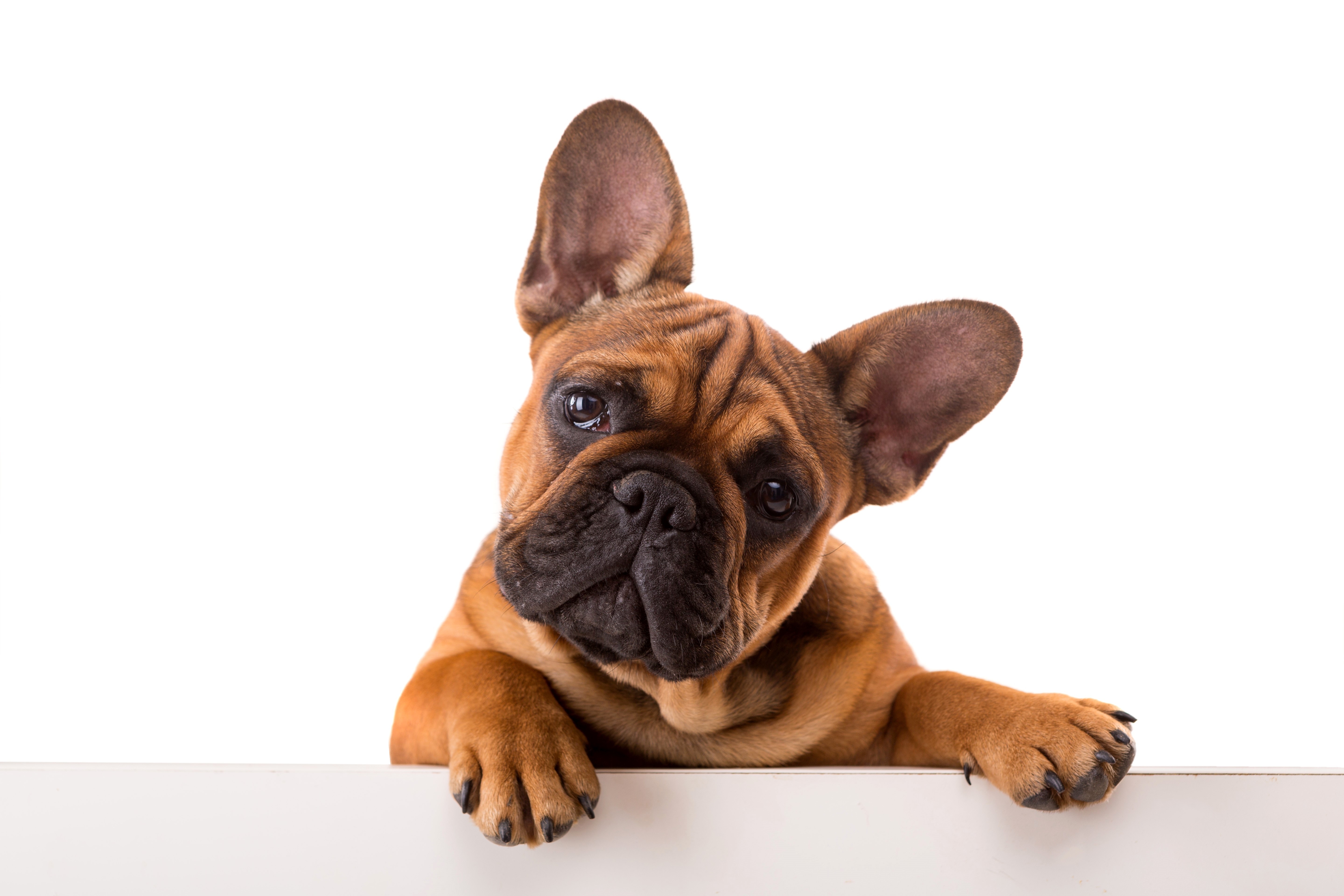 French Bulldog puppy looking over a white surface HD Wallpaper