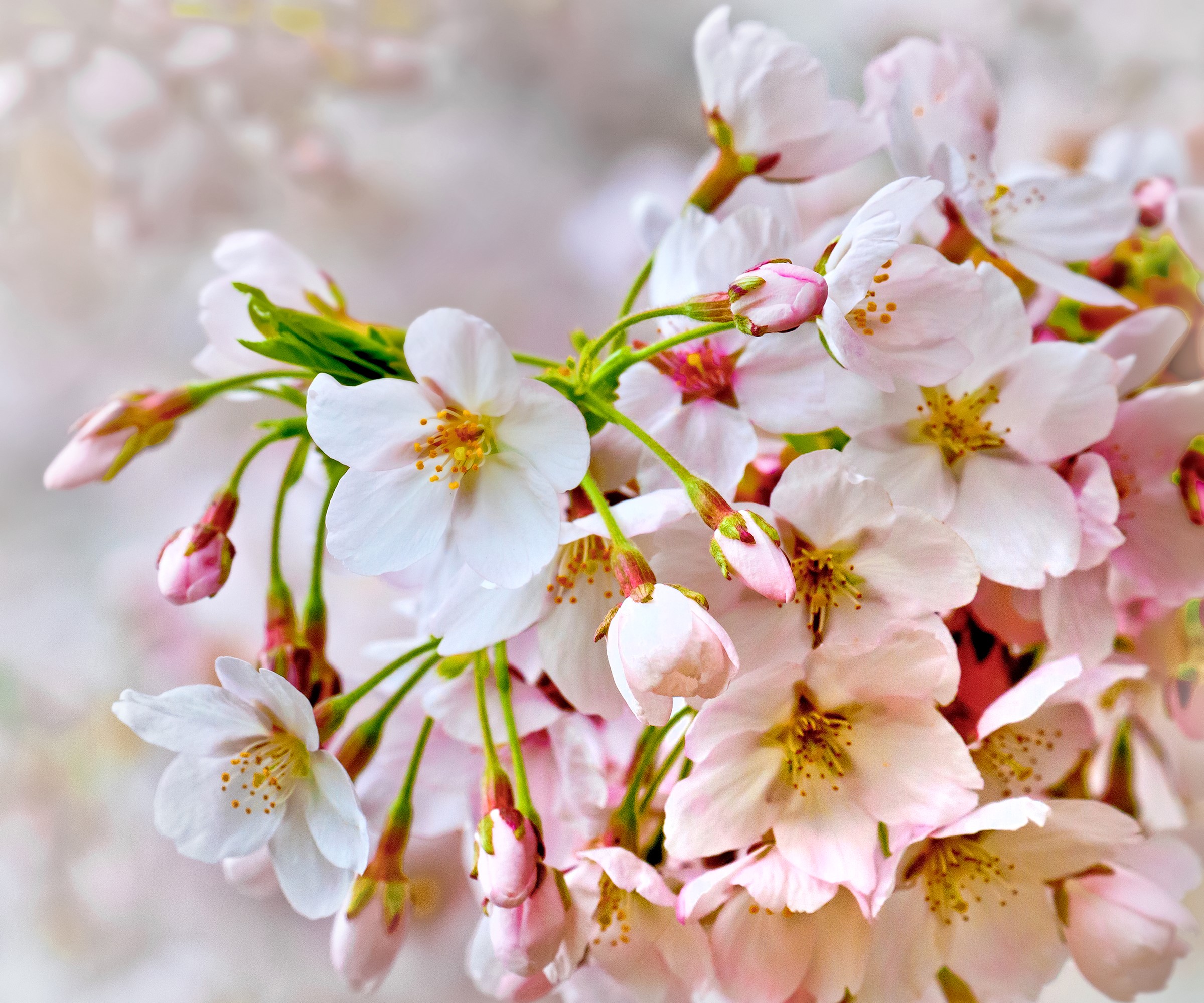 Close-up of Cherry Blossoms HD Wallpaper