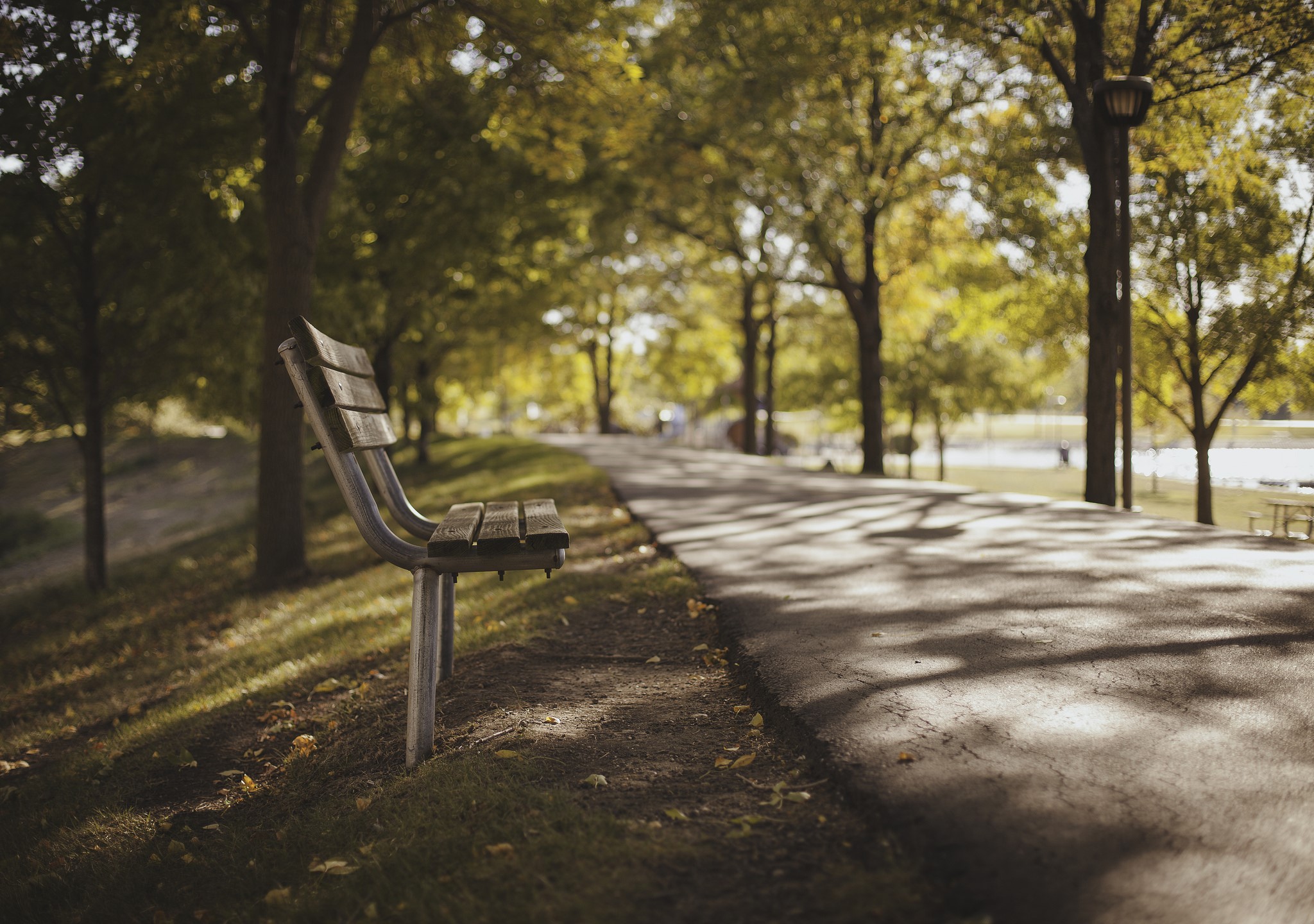 Park bench along a paved path with trees HD Wallpaper