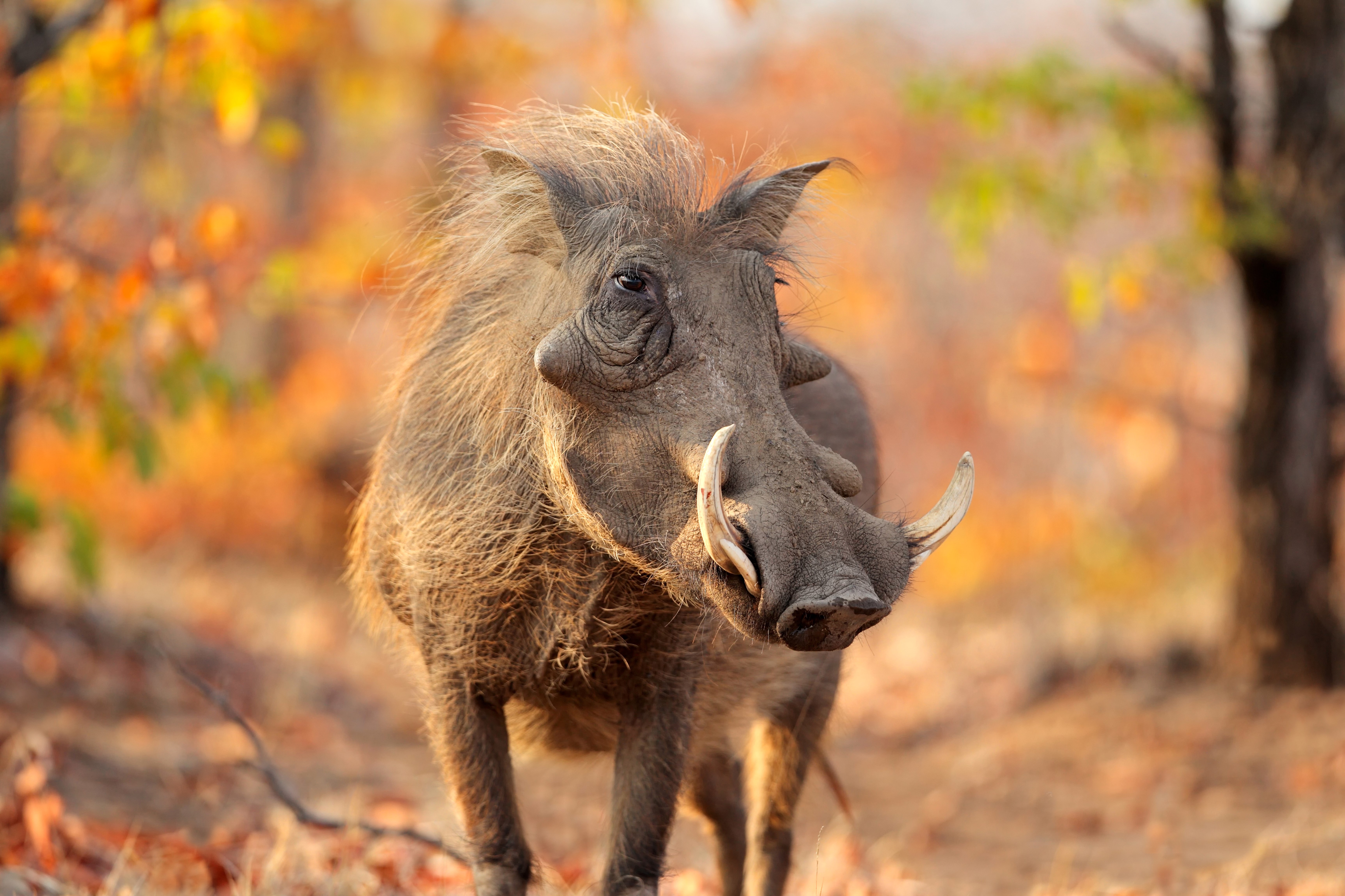 Warthog in Autumn Forest HD Wallpaper