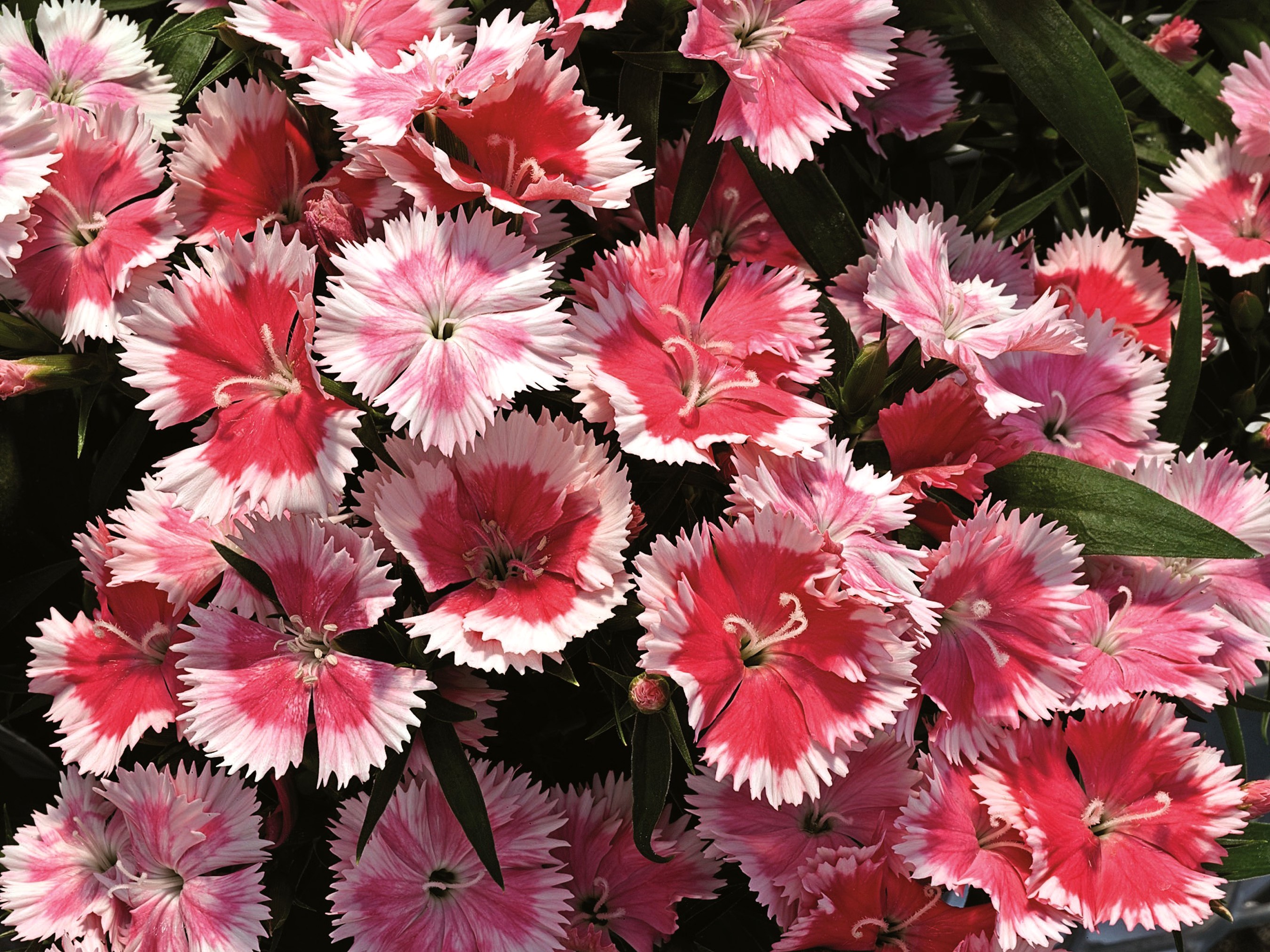 Pink and white dianthus flowers HD Wallpaper
