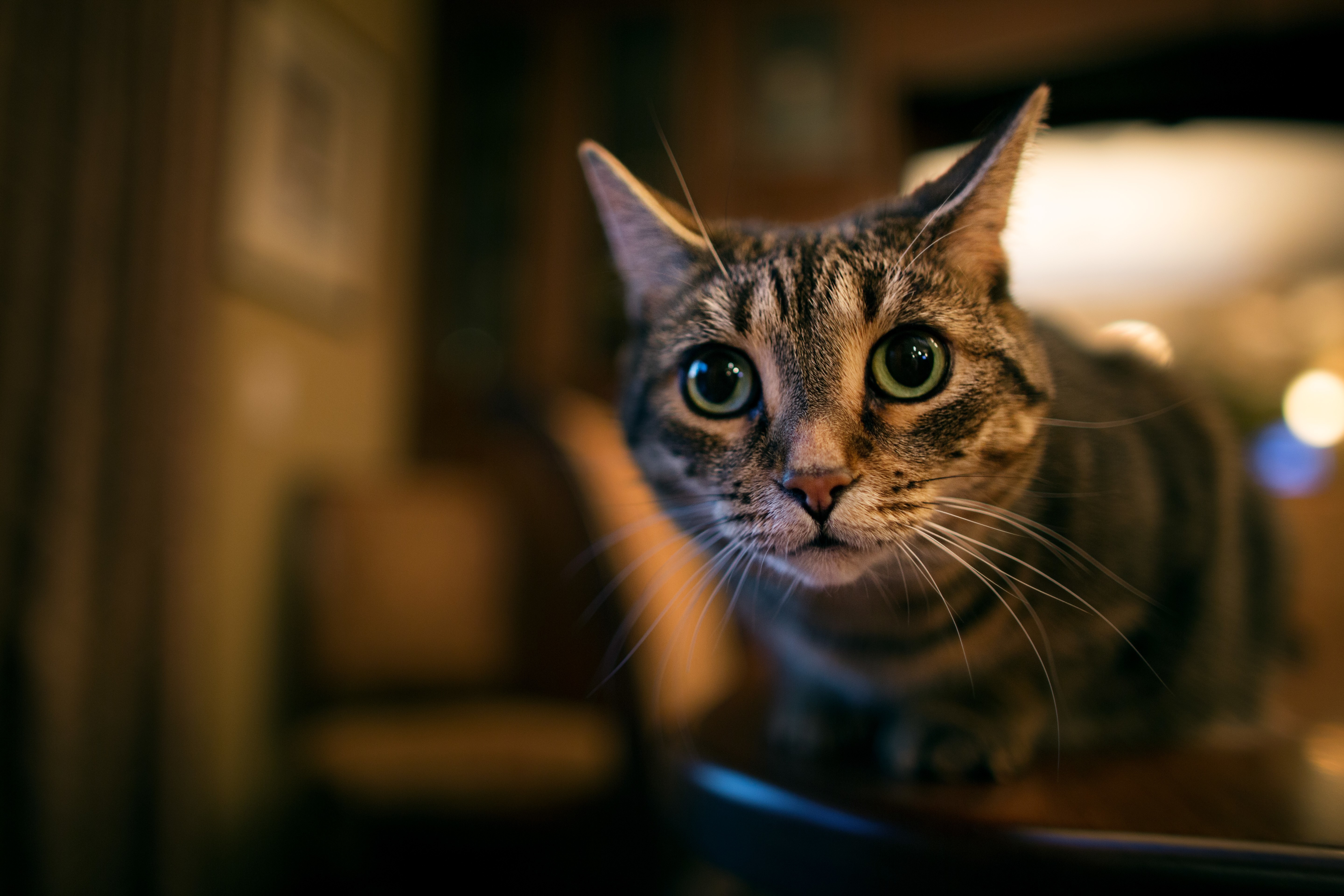 Tabby cat with large green eyes looking forward HD Wallpaper
