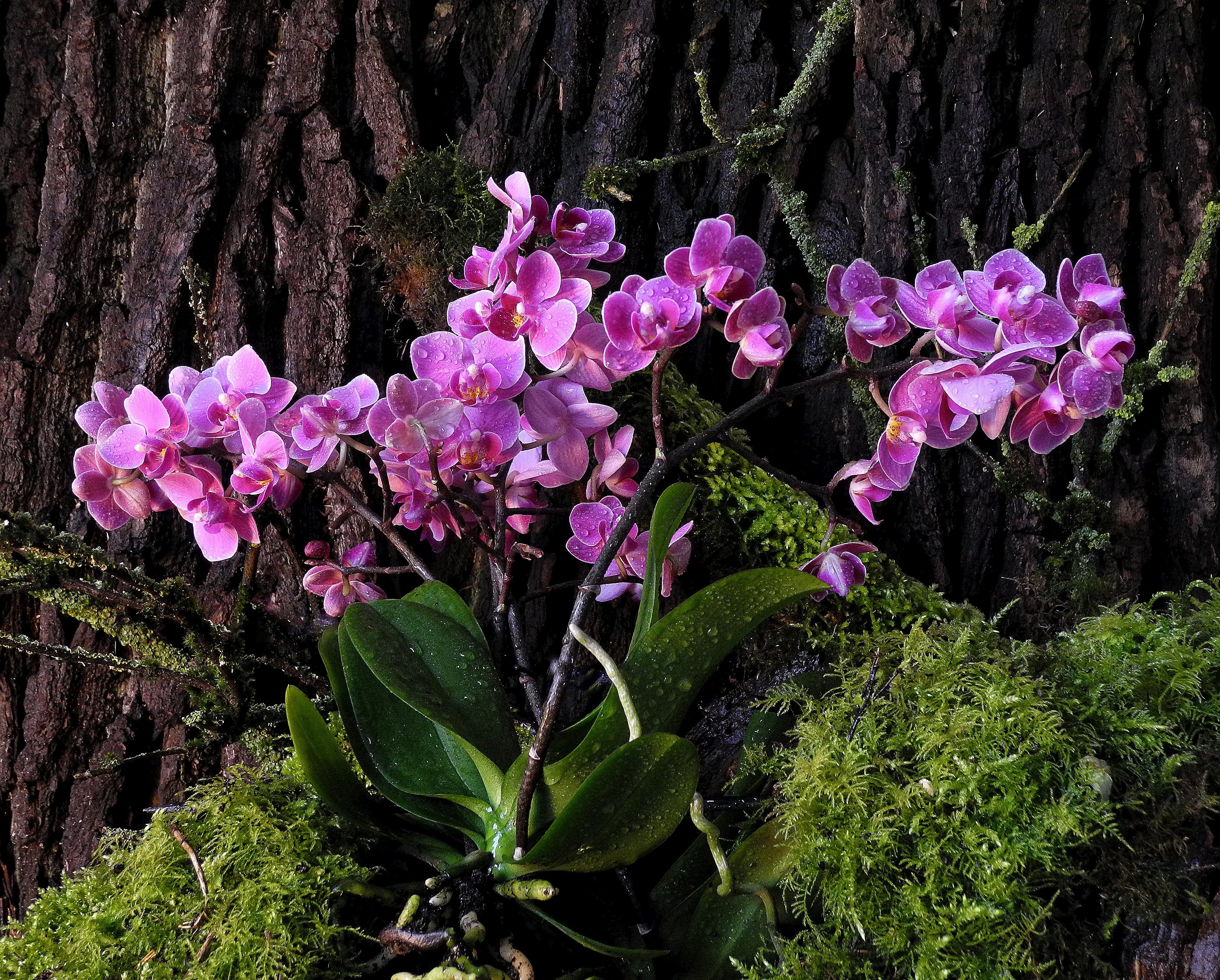 Pink orchids growing on a mossy tree trunk HD Wallpaper