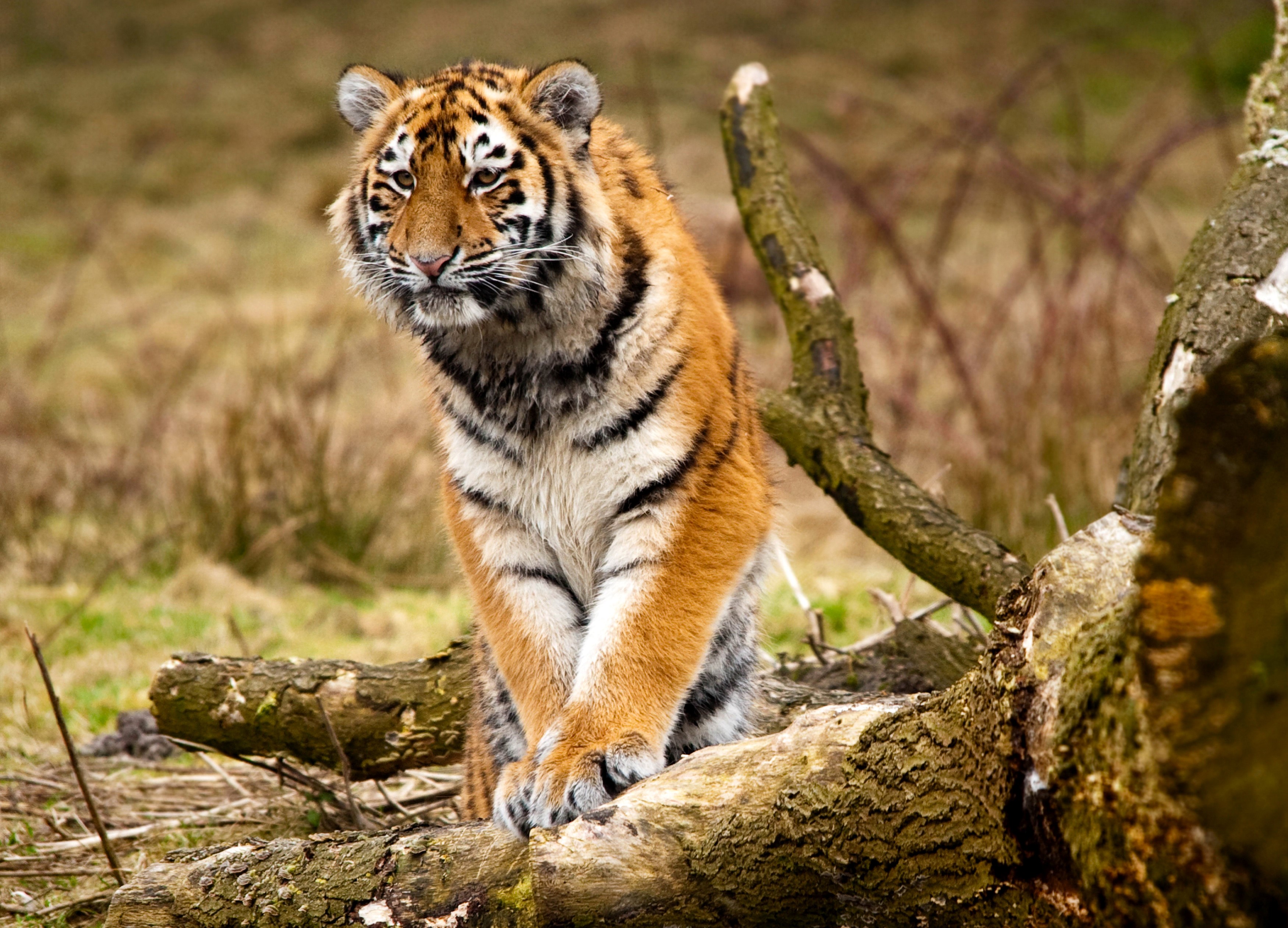Tiger sitting on logs in a forest HD Wallpaper