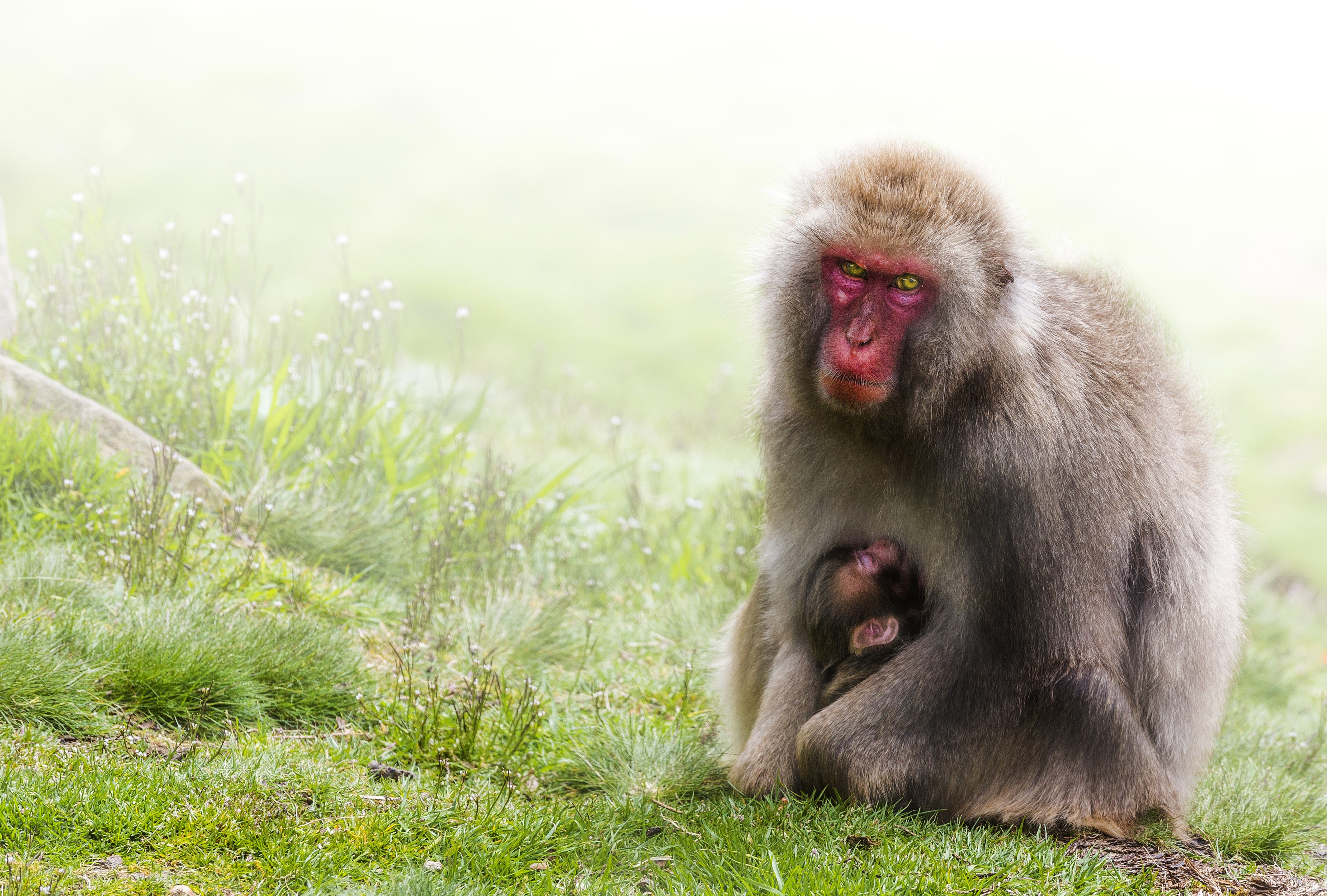 Mother Japanese Macaque with Cub on Grassy Hillside HD Wallpaper