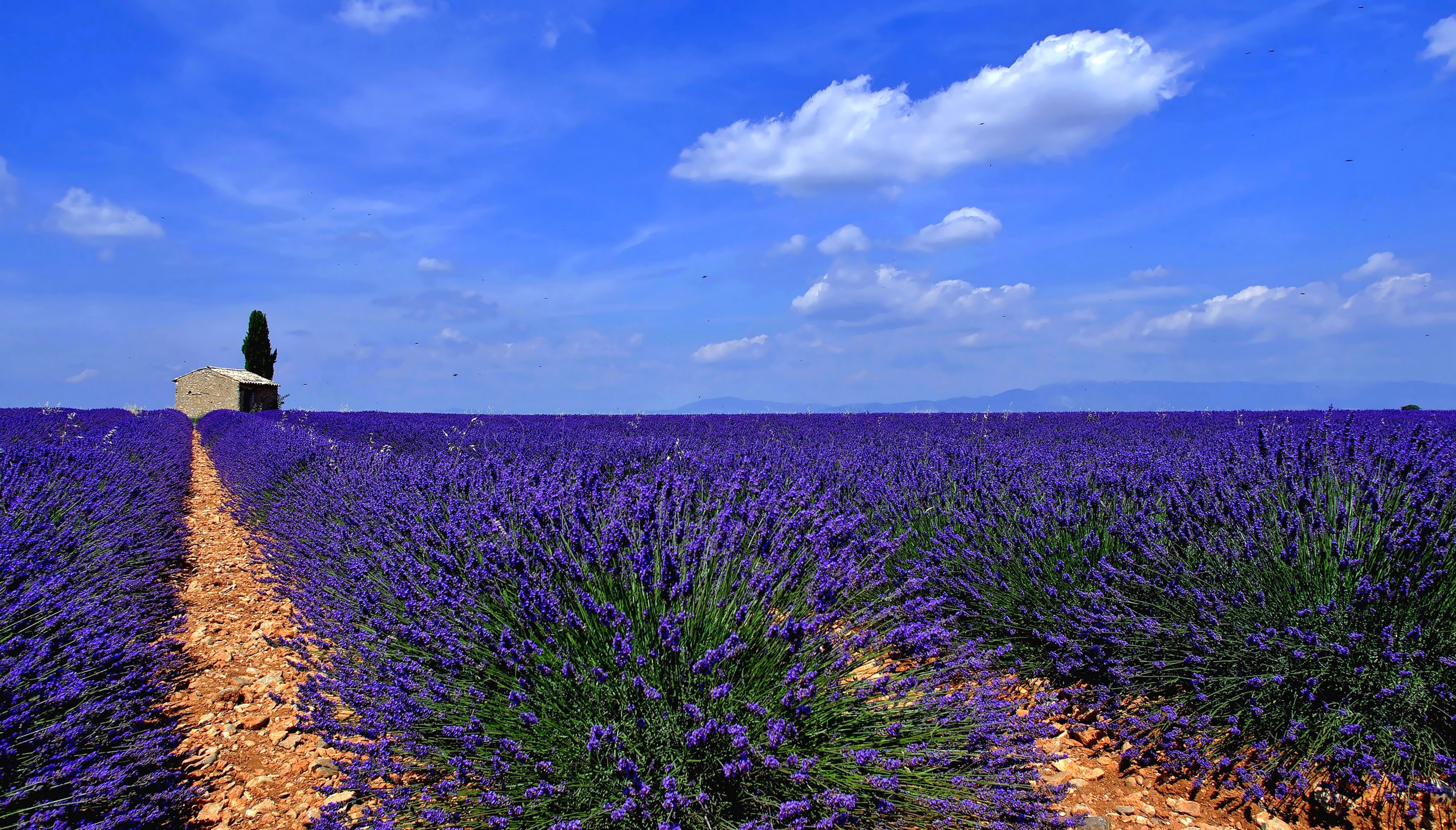 Lavender field with a small stone building and a cypress tree HD Wallpaper
