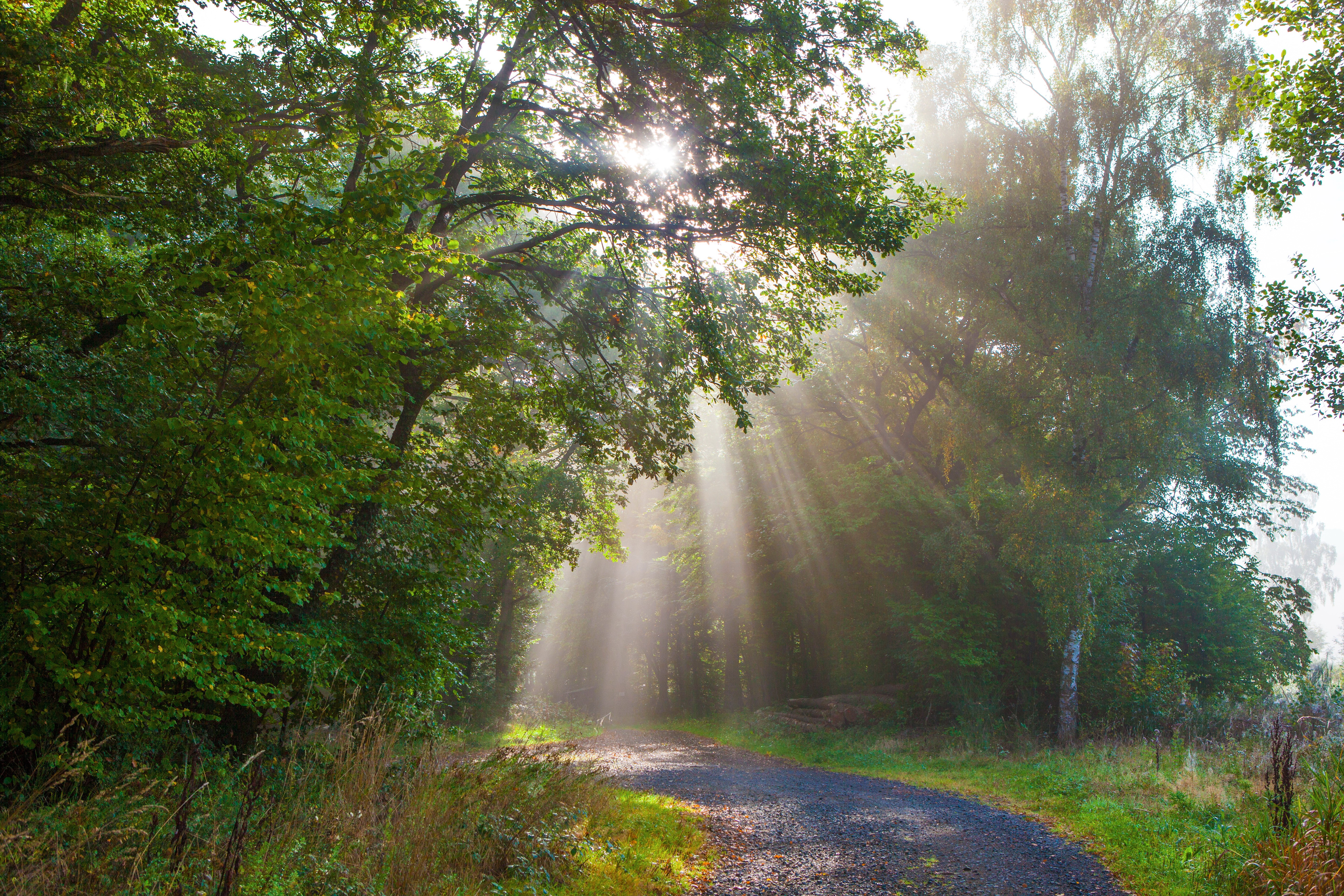 Sunbeams in a German Forest HD Wallpaper