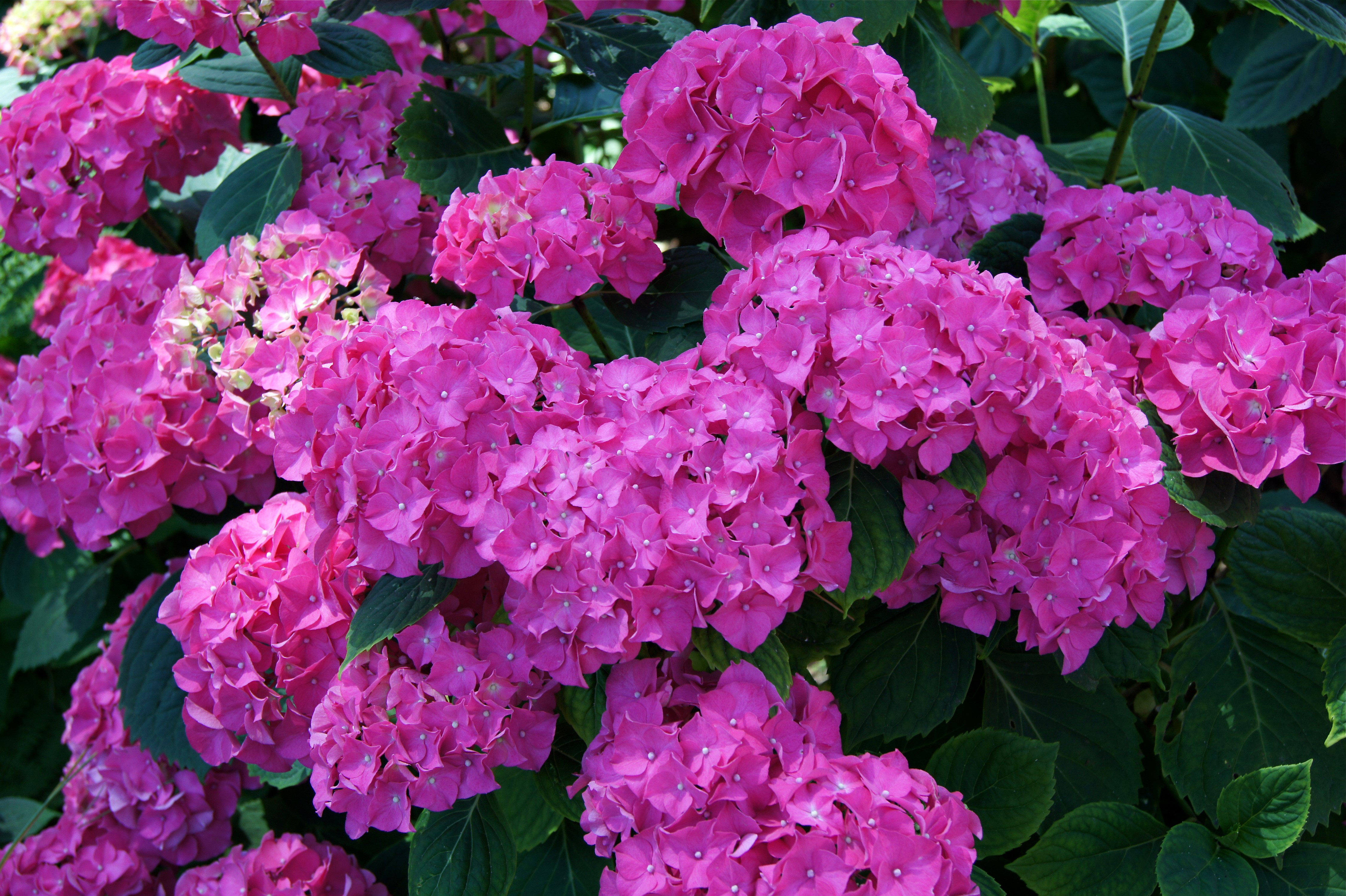 Pink Hydrangea flowers in bloom HD Wallpaper