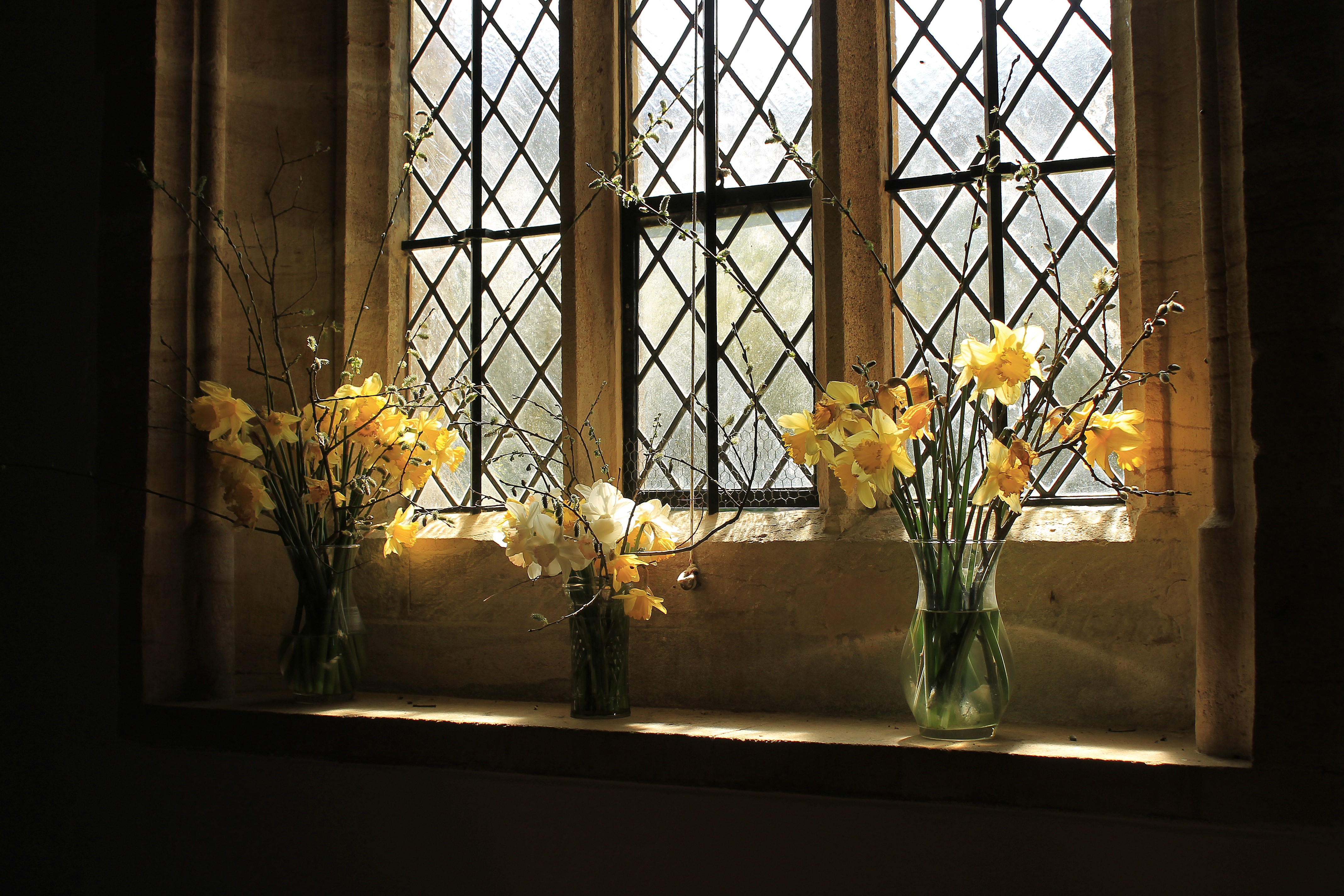 Daffodils in vases on a windowsill in front of a diamond-paned window HD Wallpaper