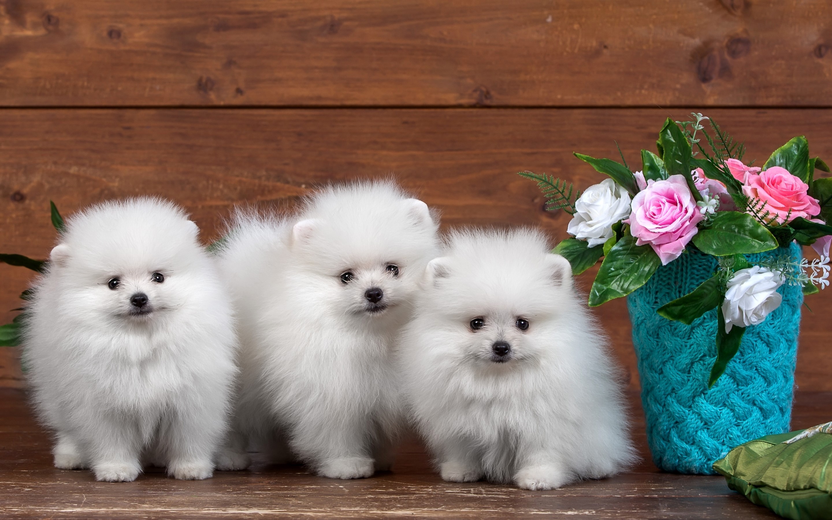Three White Pomeranian Puppies with Flowers HD Wallpaper