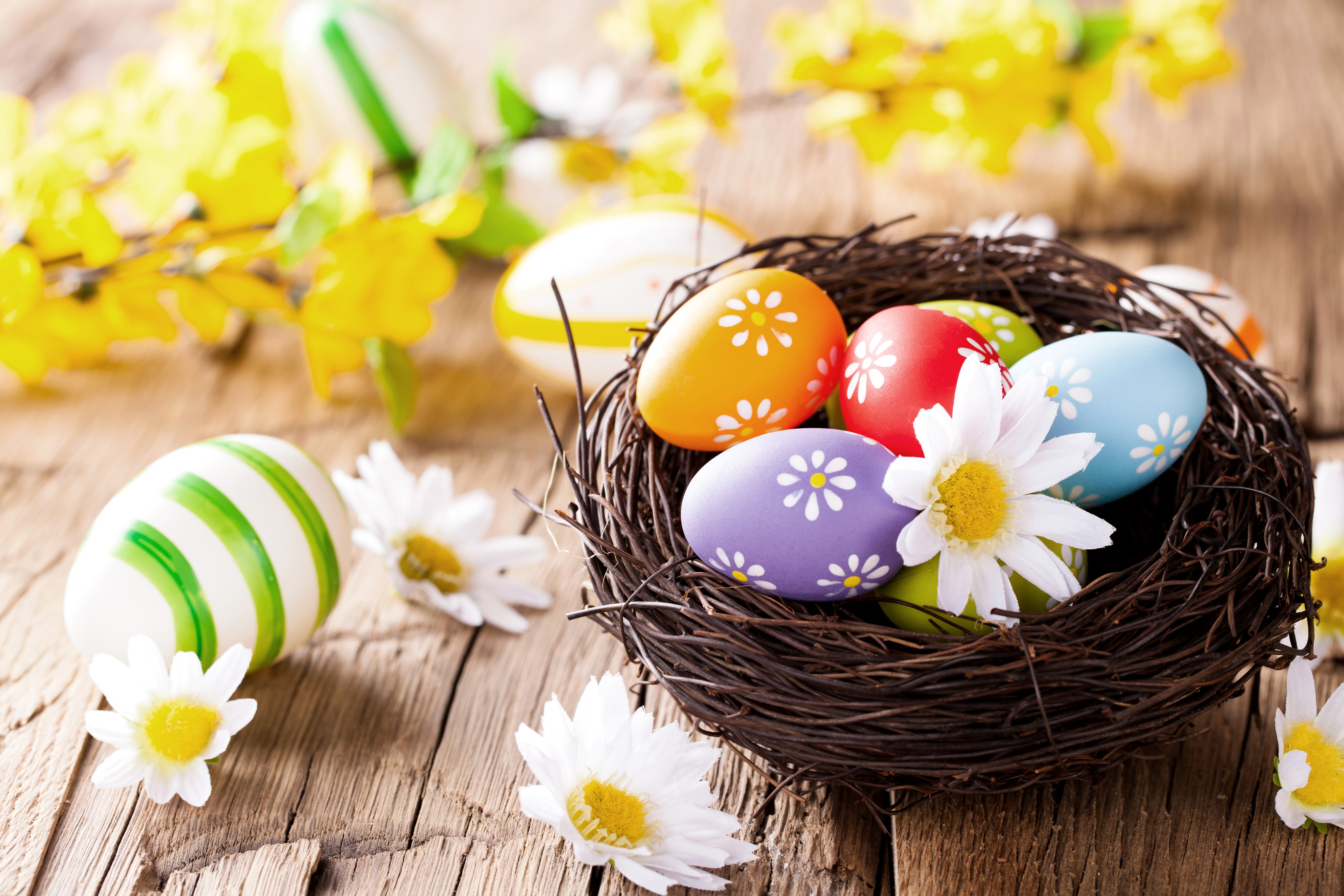 Easter eggs in a nest with flowers HD Wallpaper