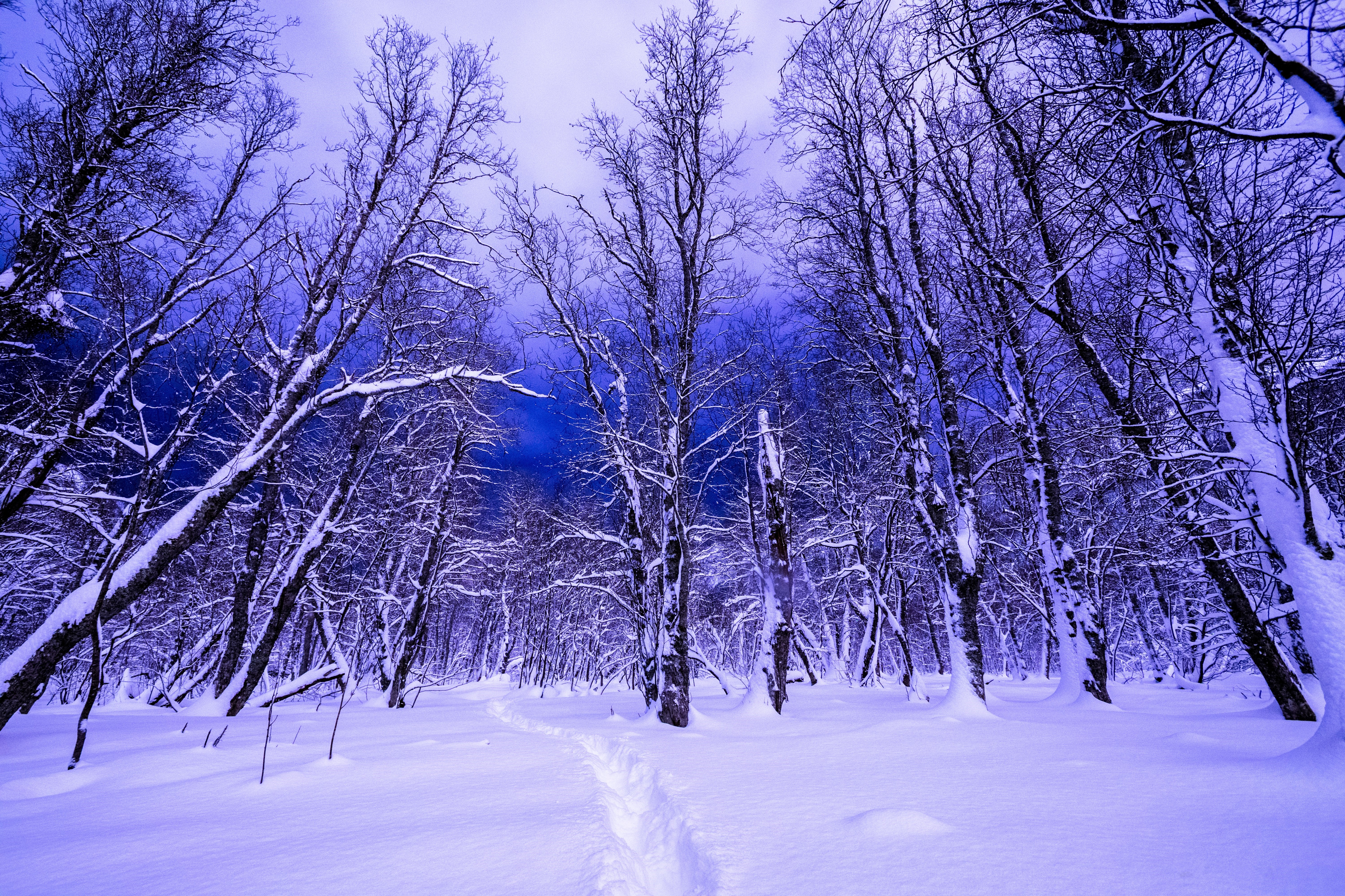 Winter forest with snow-covered trees and a path HD Wallpaper