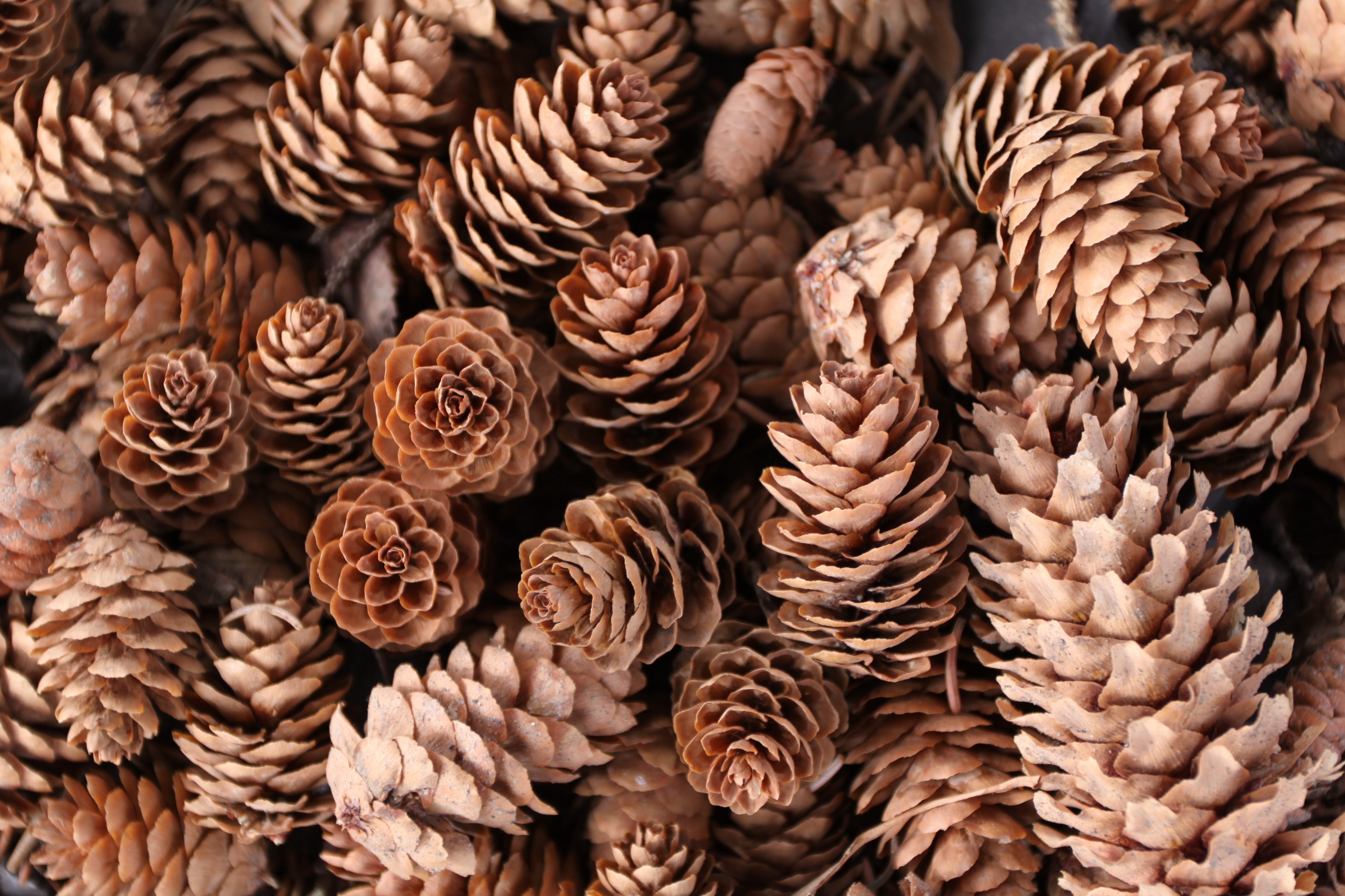 Many pine cones HD Wallpaper