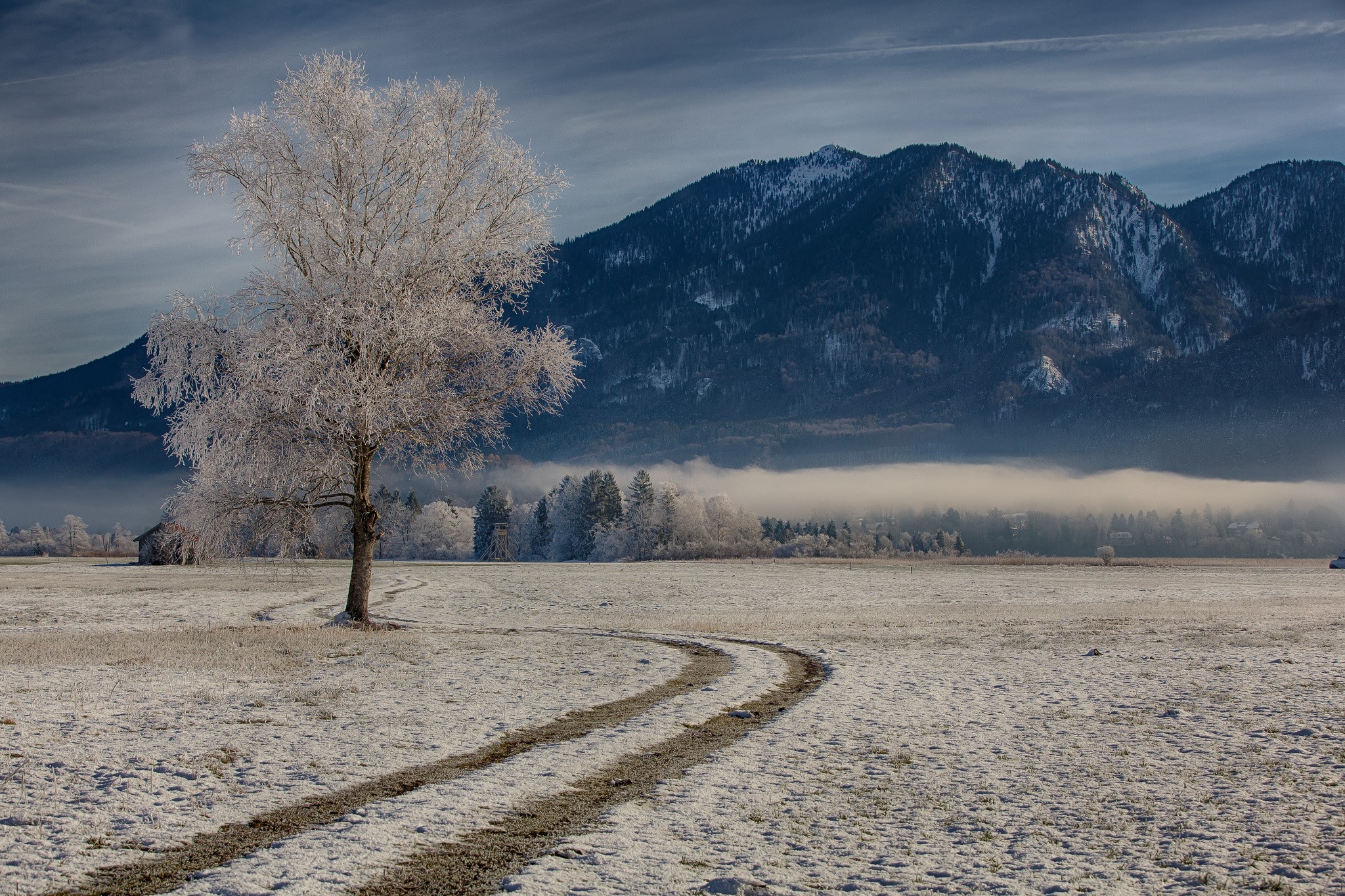 Snowy landscape with frosted tree and mountains in Bavaria, Germany HD Wallpaper