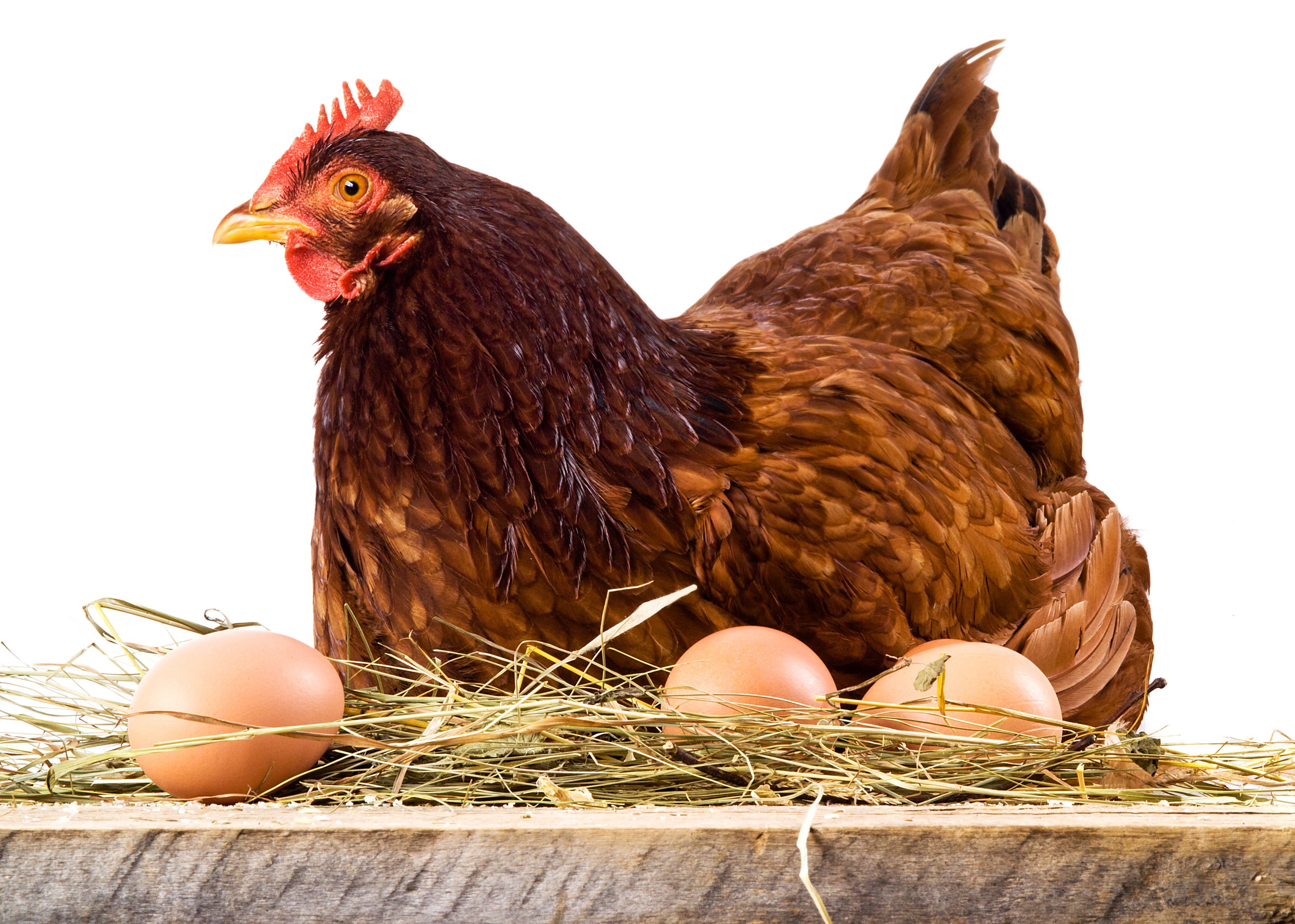 Brown chicken sitting on eggs in hay HD Wallpaper