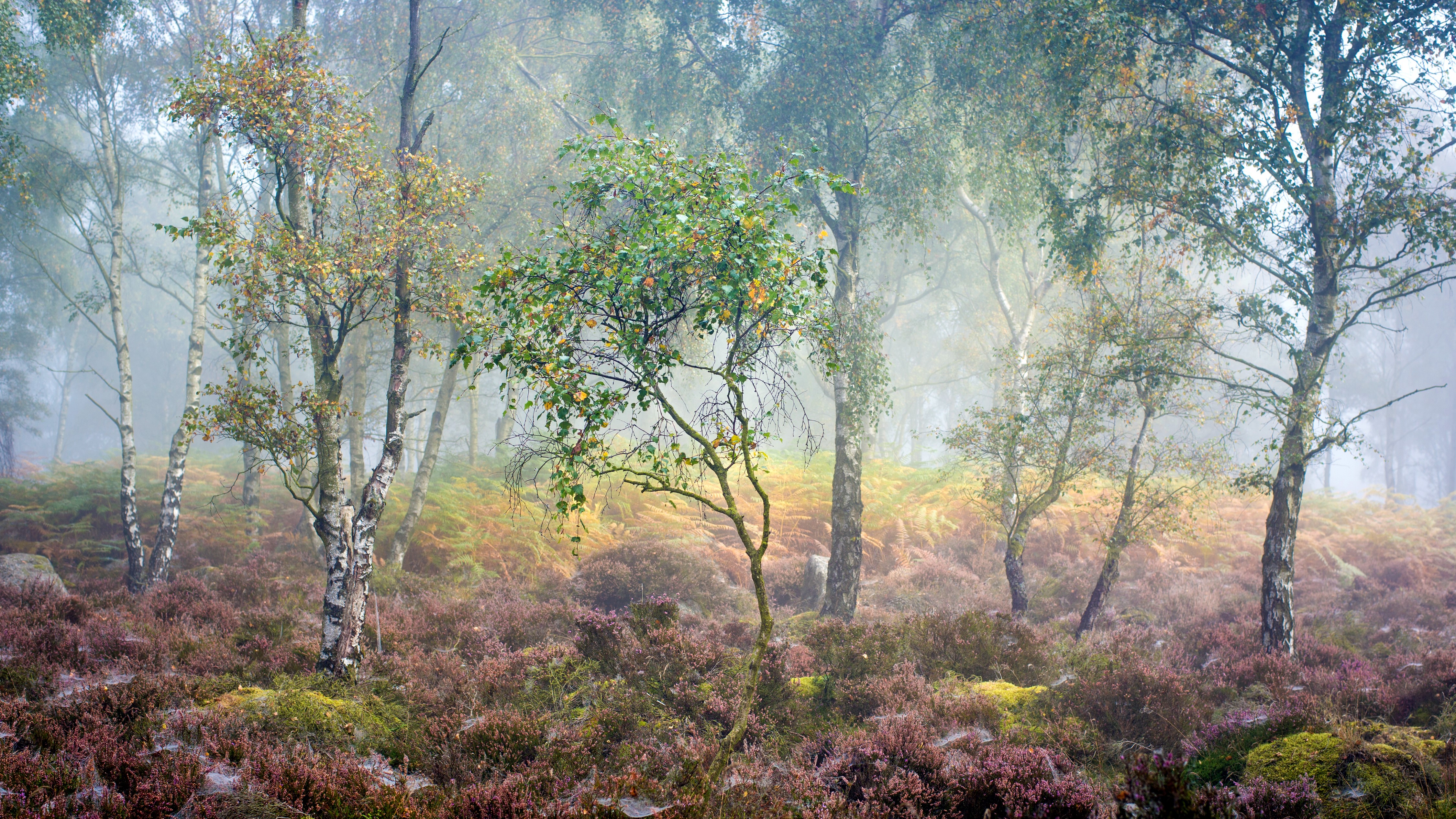 Birch trees in a foggy forest with heather HD Wallpaper