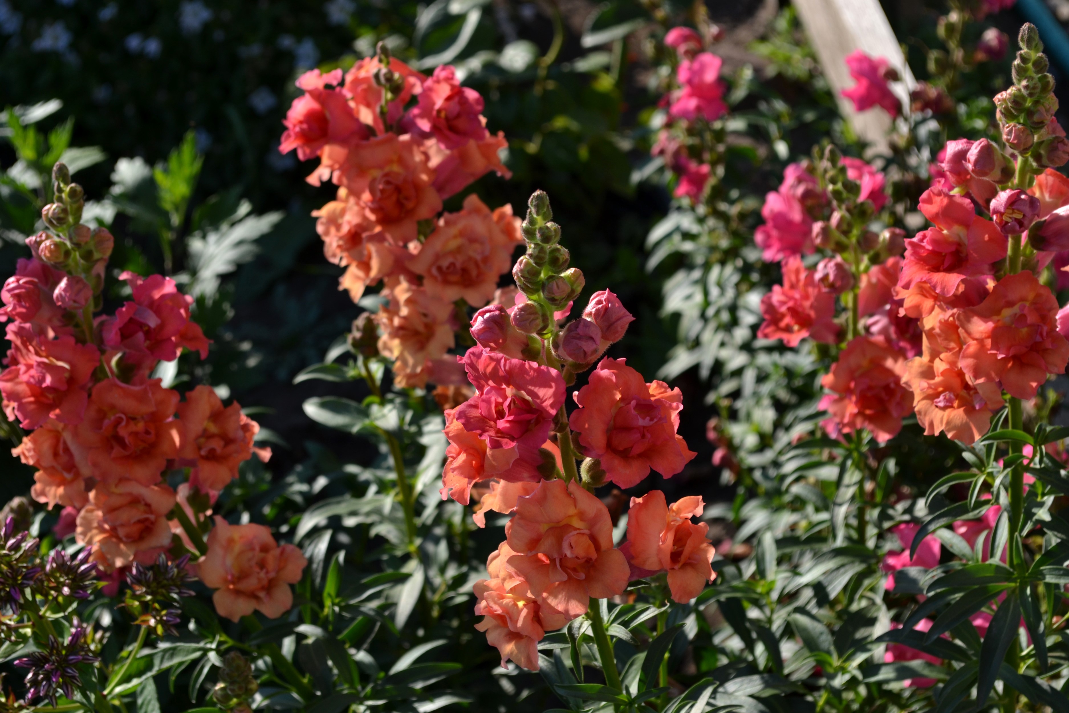 Orange and pink snapdragons in a garden HD Wallpaper