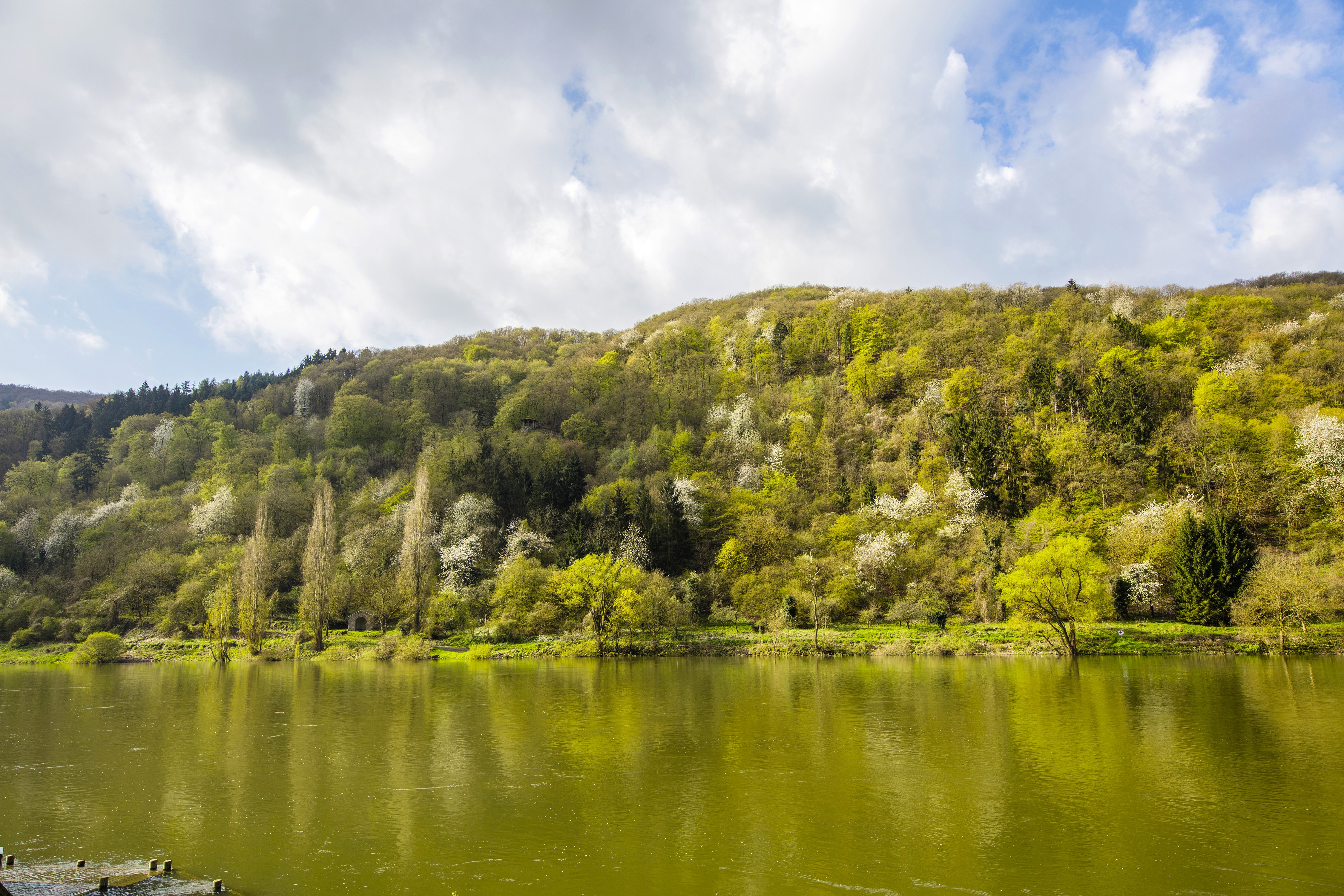4K River and Forest in Ediger-Eller, Germany HD Wallpaper