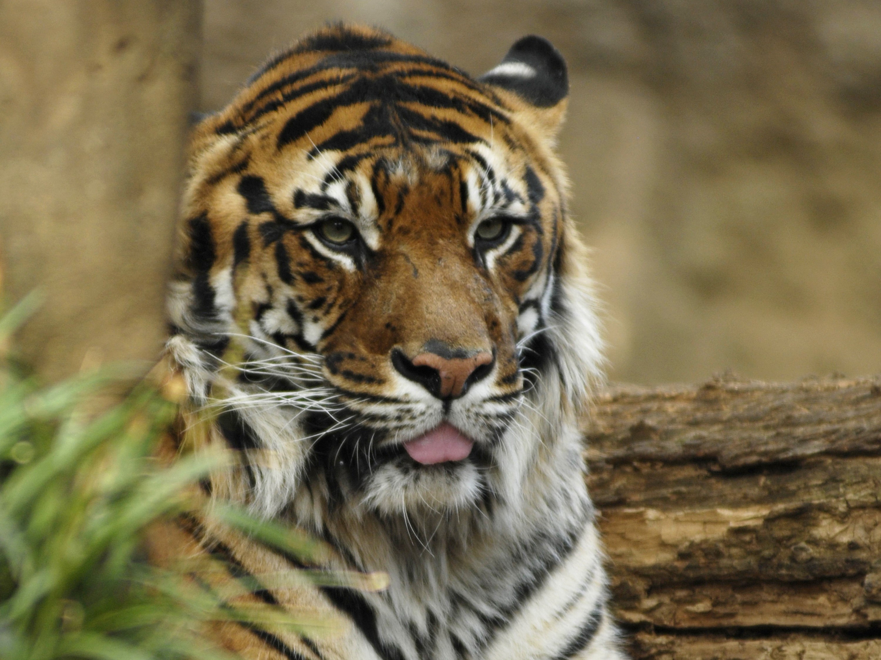 Tiger sticking its tongue out HD Wallpaper