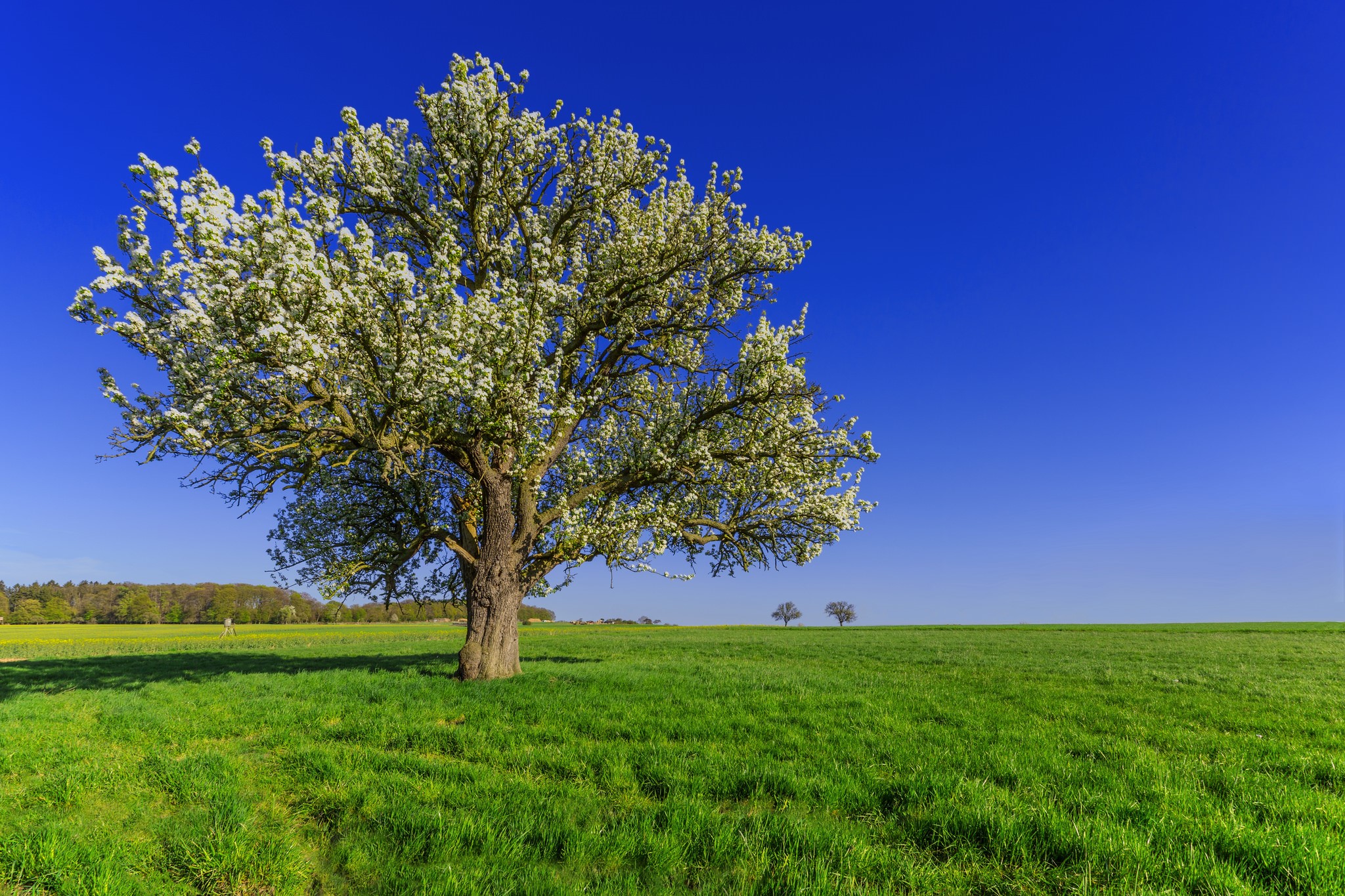 Blooming tree in a green field under a blue sky HD Wallpaper